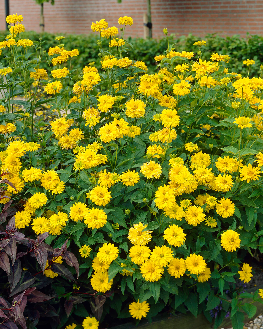Heliopsis scabra - Image 4