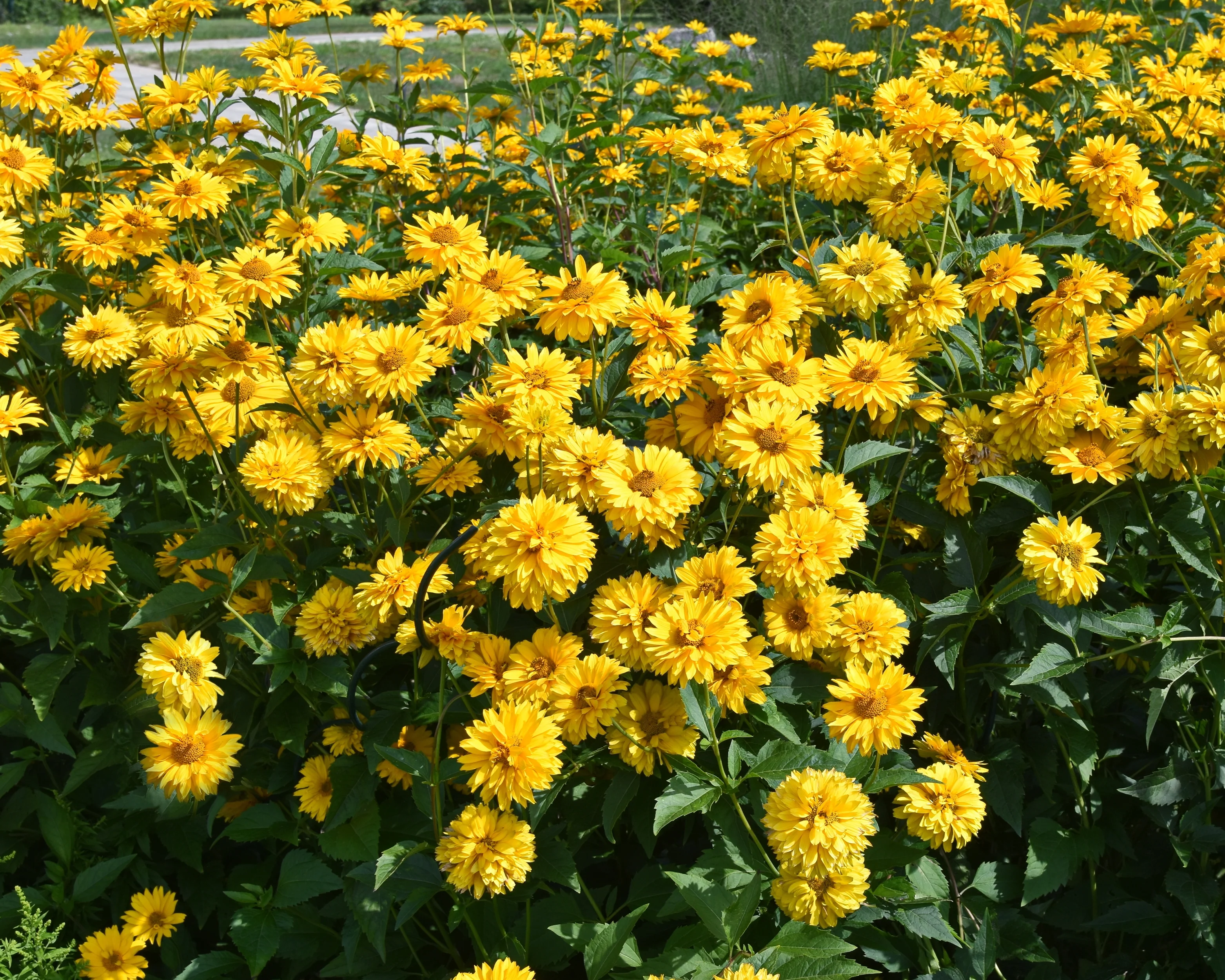 Heliopsis scabra - Image 5