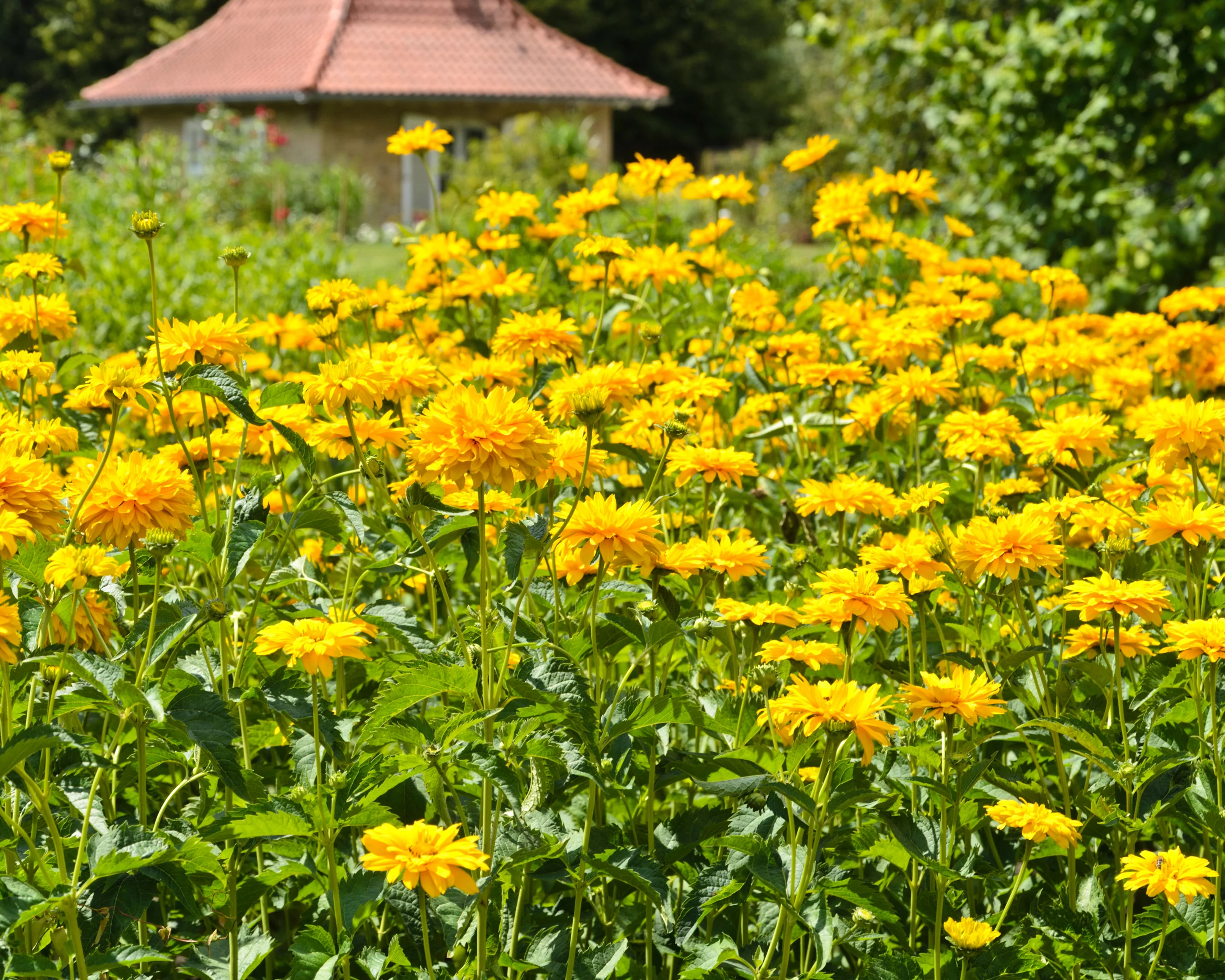 Heliopsis scabra - Image 6