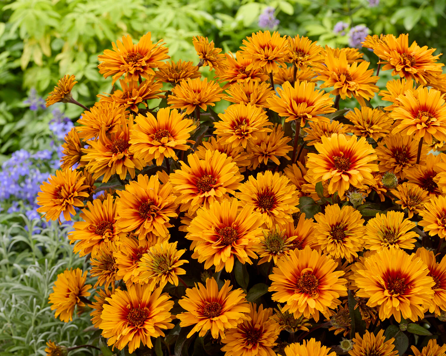 Heliopsis 'Sizzling Summer' - Image 2