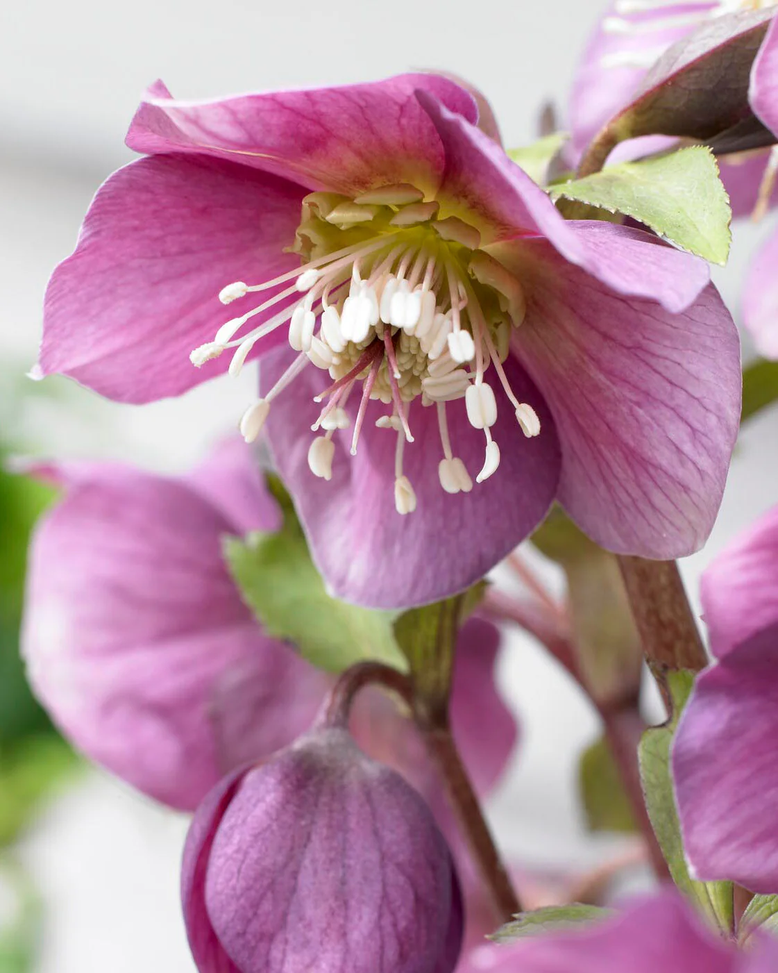 Helleborus 'Amor'