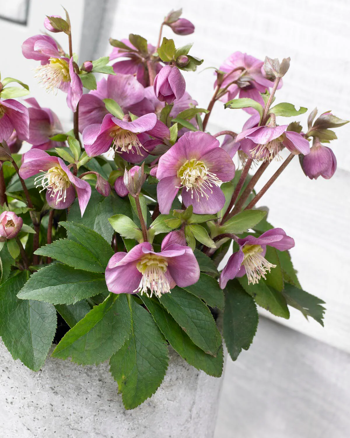 Helleborus 'Amor' - Image 2