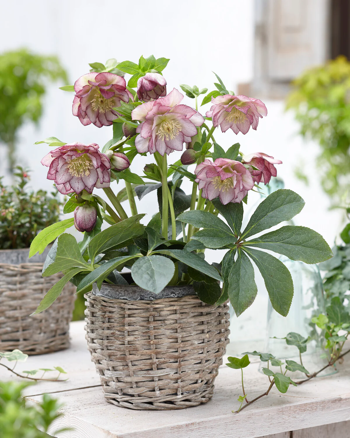 Helleborus 'Double Ellen Picotee' - Image 2