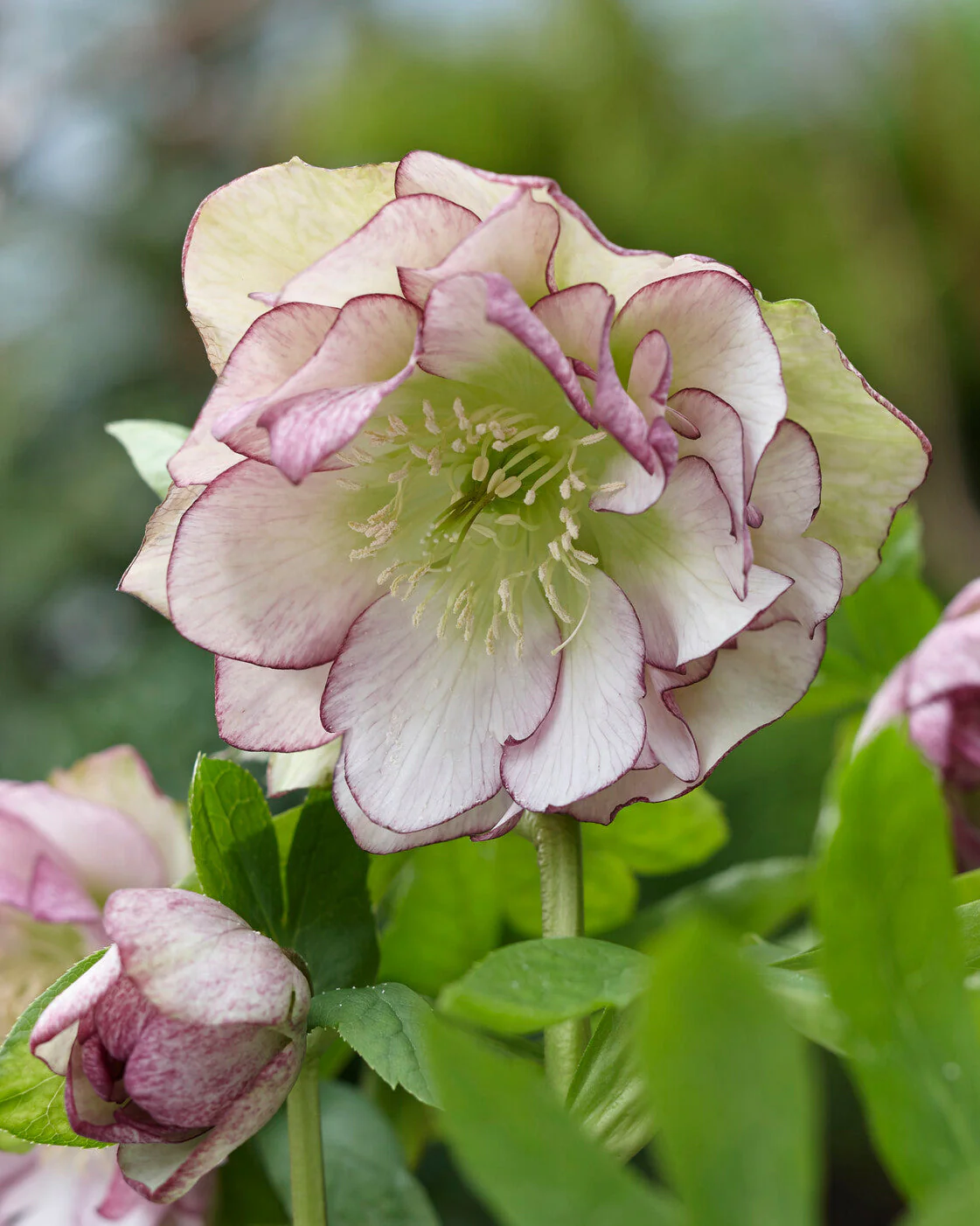Helleborus 'Double Ellen Picotee' - Image 3