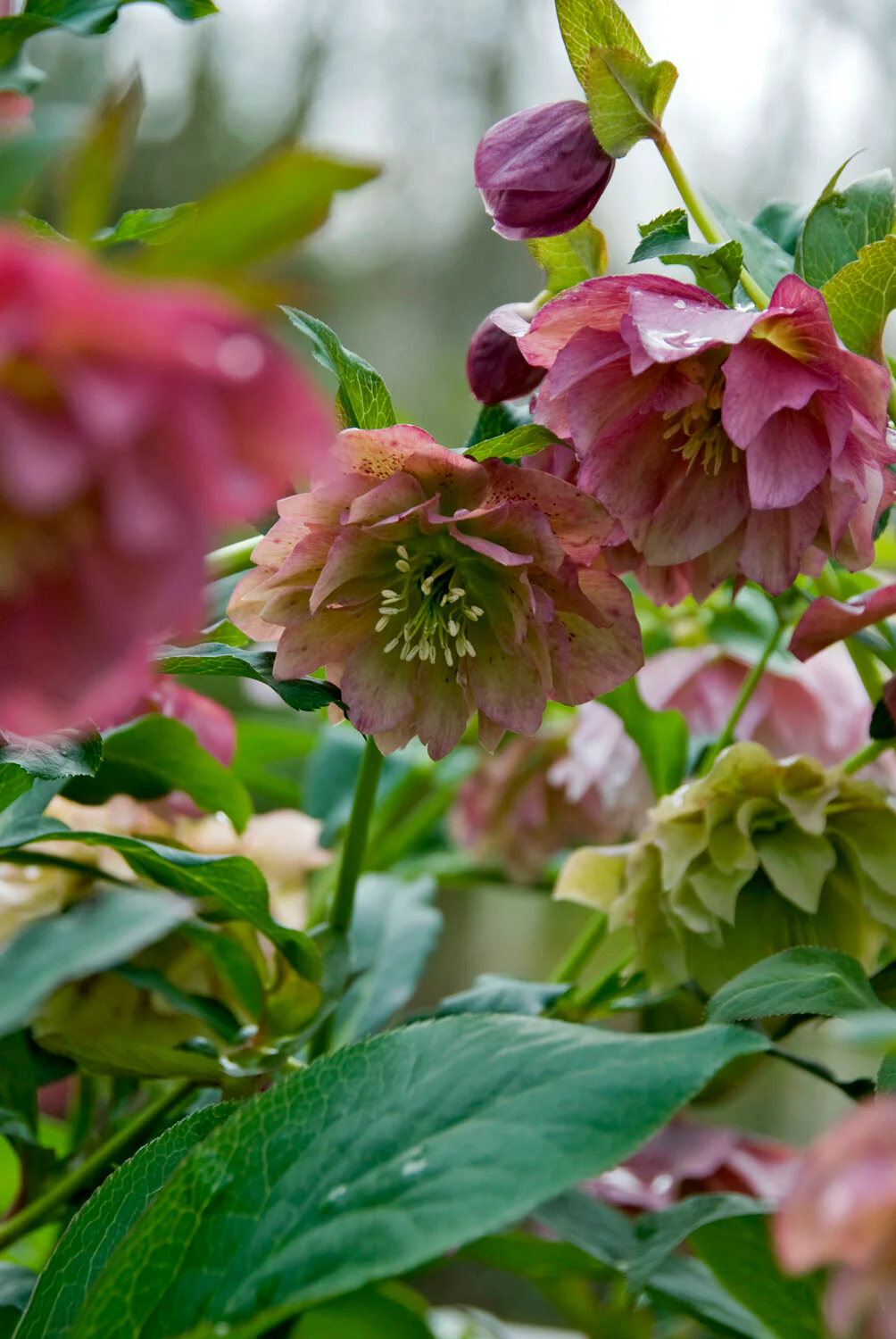 Helleborus 'Double Ellen Picotee' - Image 6