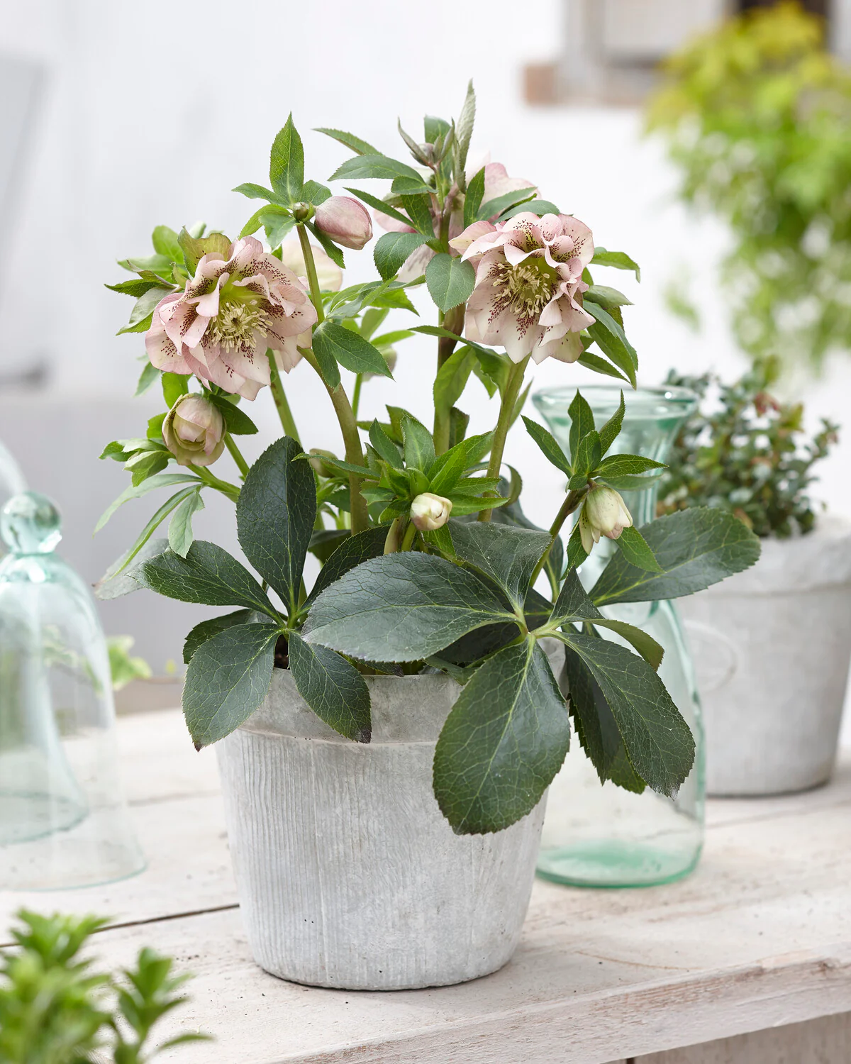 Helleborus 'Double Ellen Pink Spotted' - Image 3