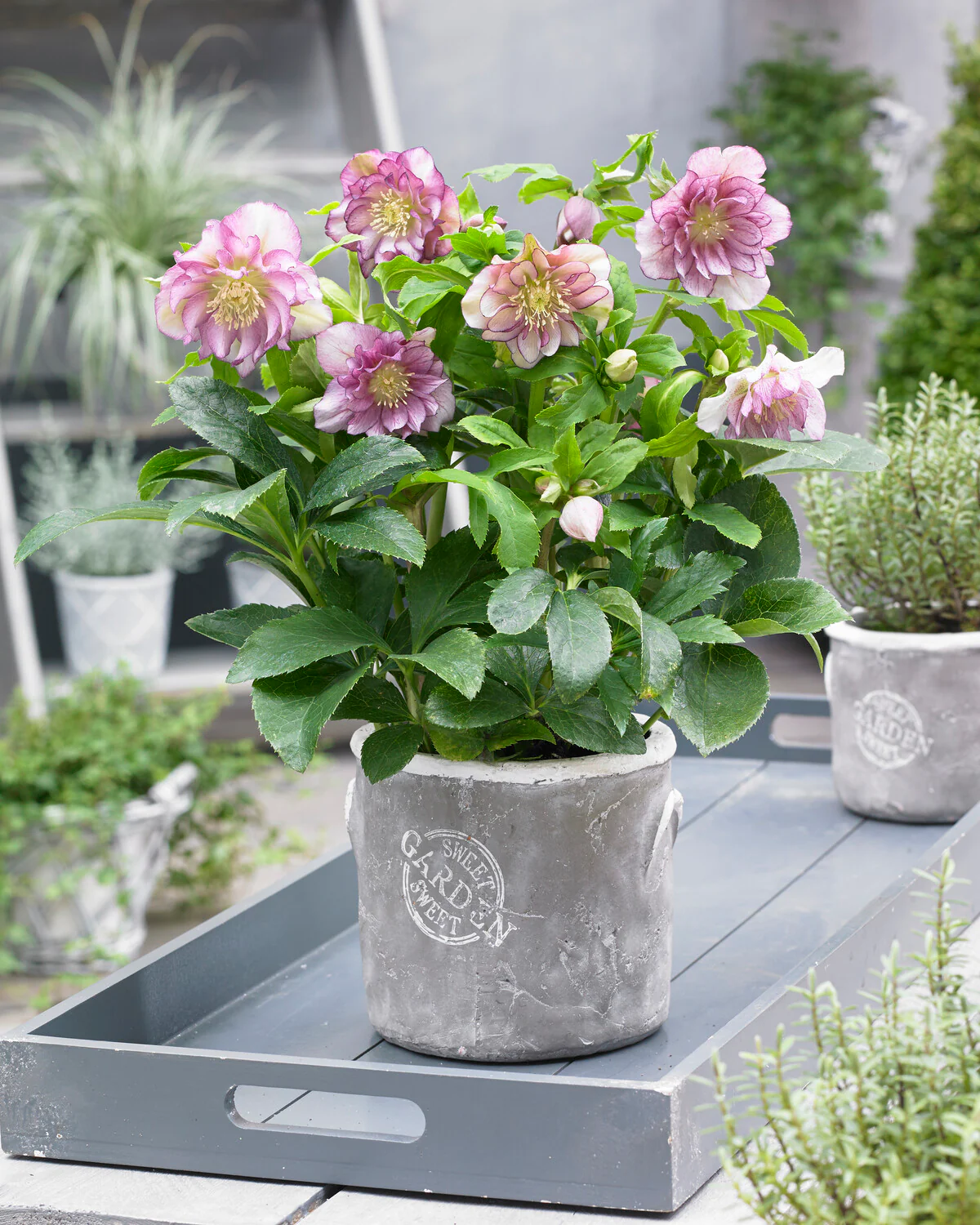 Helleborus 'Double Ellen Pink' - Image 2