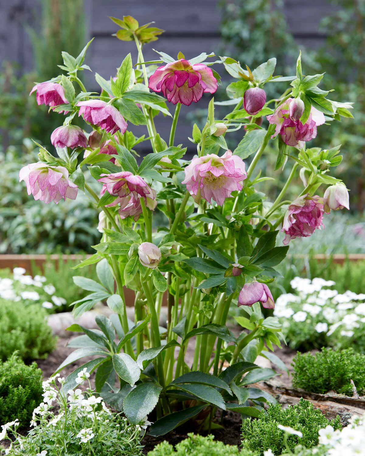 Helleborus 'Double Ellen Pink' - Image 3