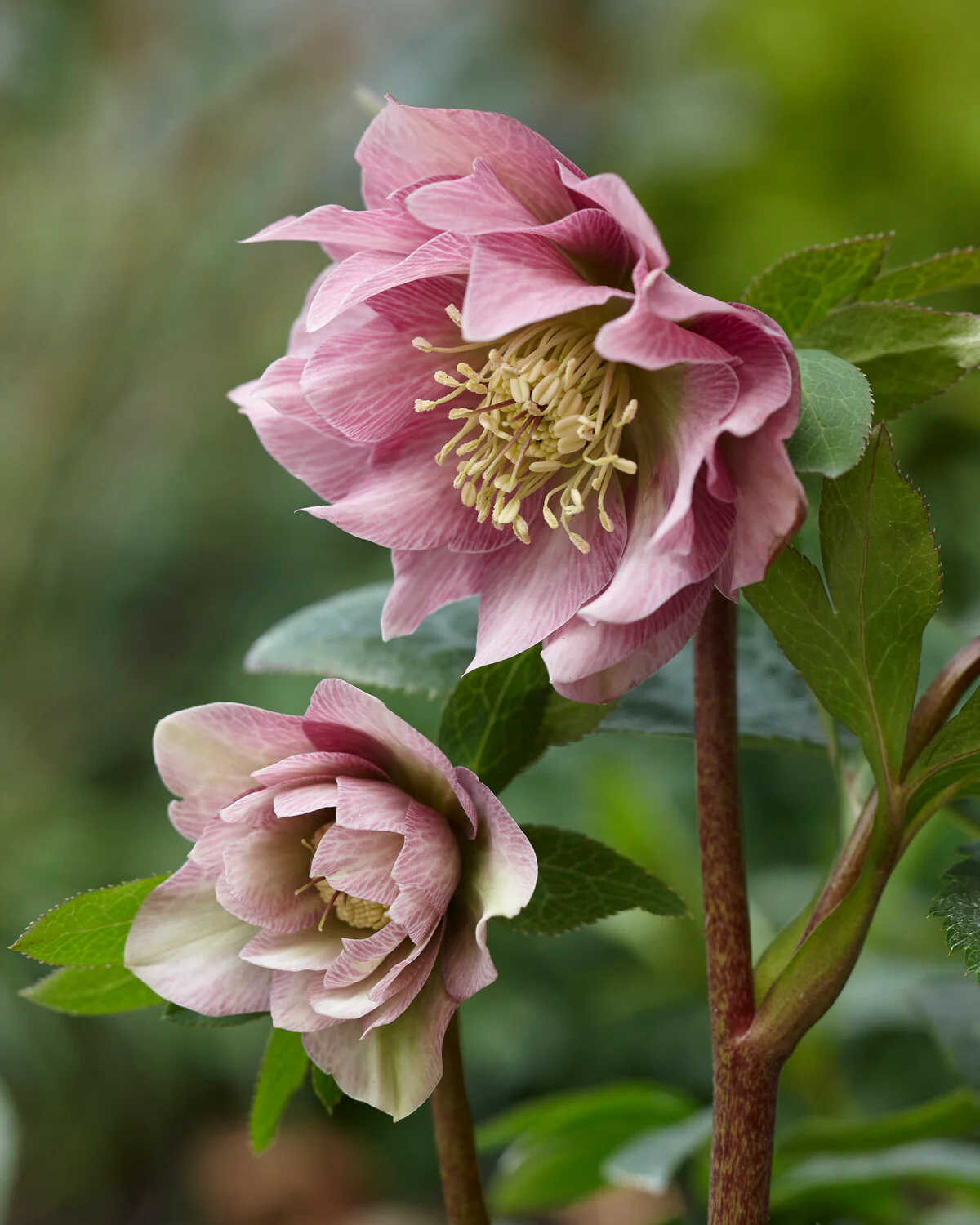 Helleborus 'Double Ellen Pink' - Image 4