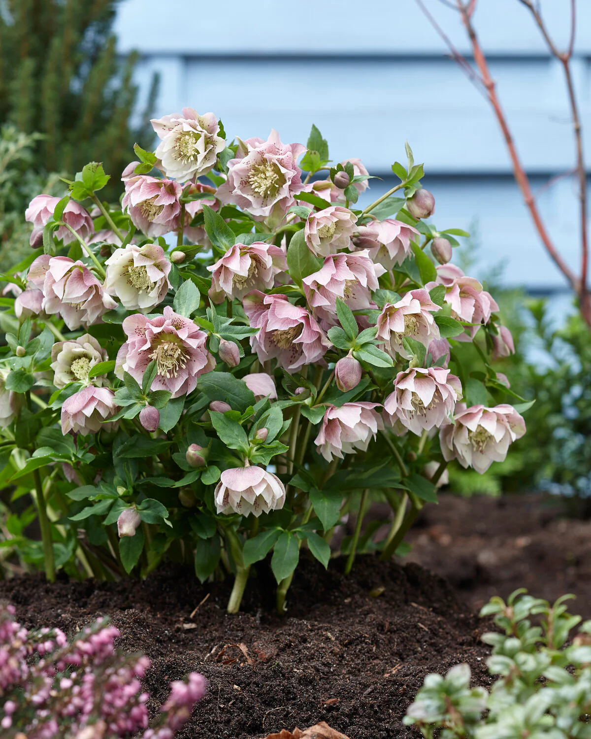 Helleborus 'Double Ellen Pink' - Image 5