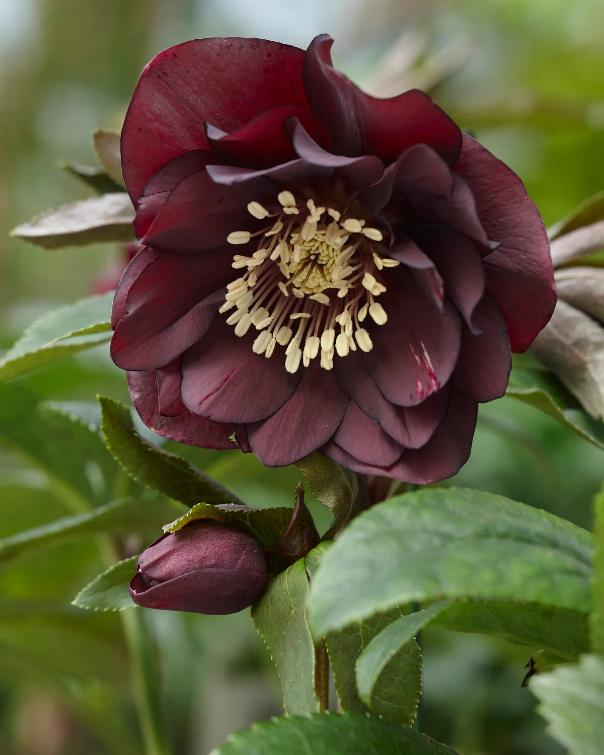 Helleborus 'Double Ellen Purple' - Image 4