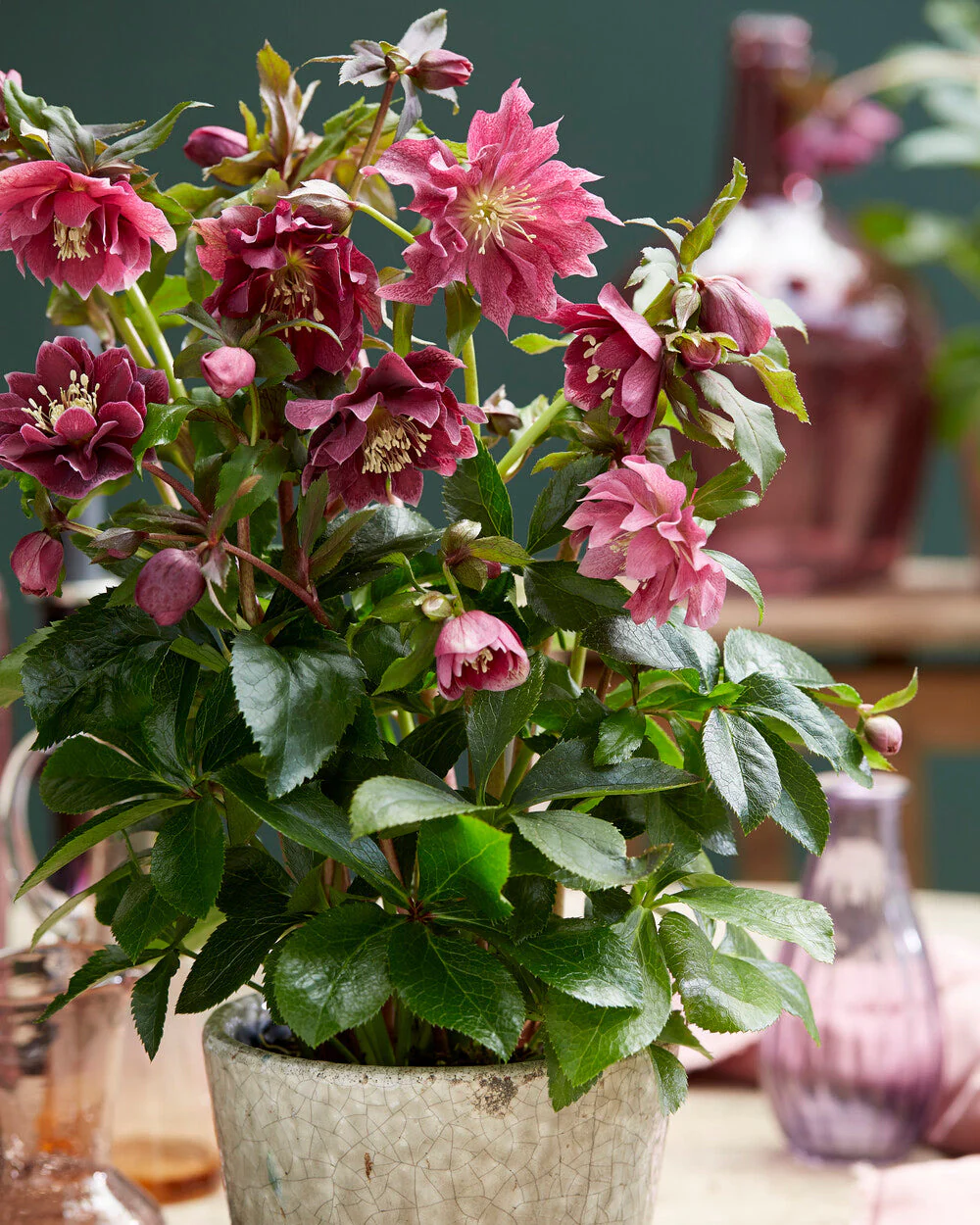 Helleborus 'Double Ellen Red' - Image 2