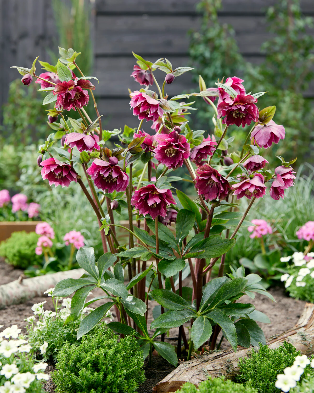 Helleborus 'Double Ellen Red' - Image 4