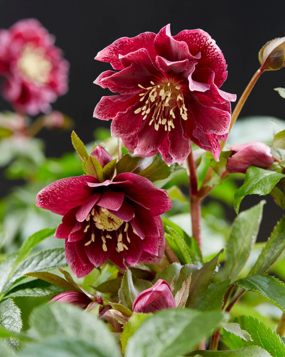 Helleborus 'Double Ellen Red' - Image 5