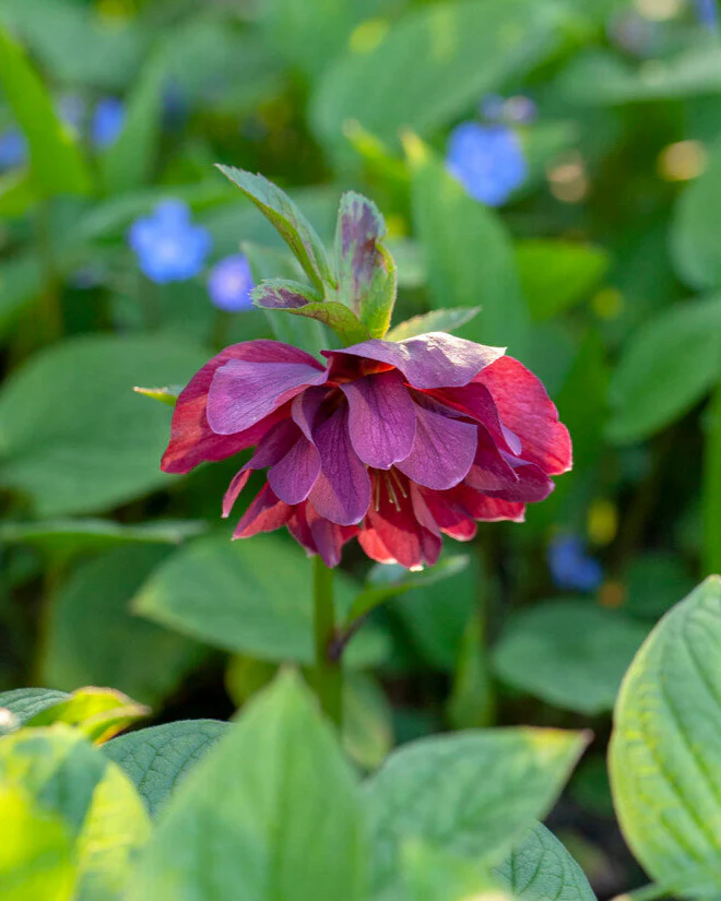 Helleborus 'Double Ellen Red' - Image 6