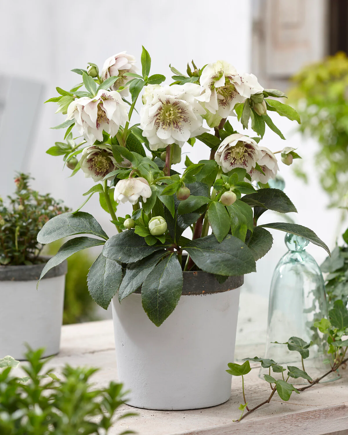 Helleborus 'Double Ellen White Spotted' - Image 2