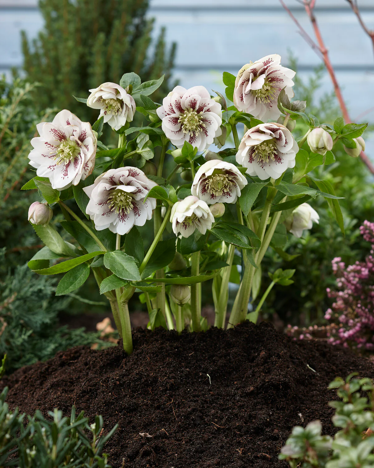 Helleborus 'Double Ellen White Spotted' - Image 4