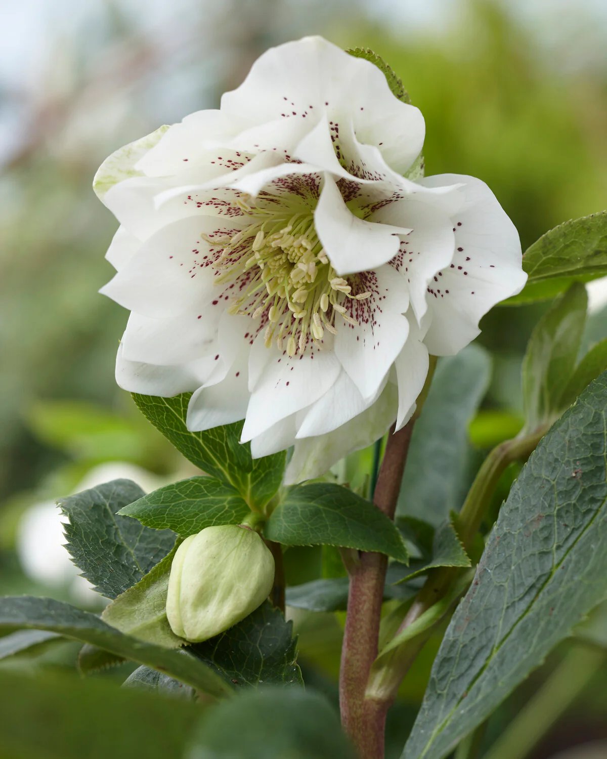 Helleborus 'Double Ellen White Spotted' - Image 5