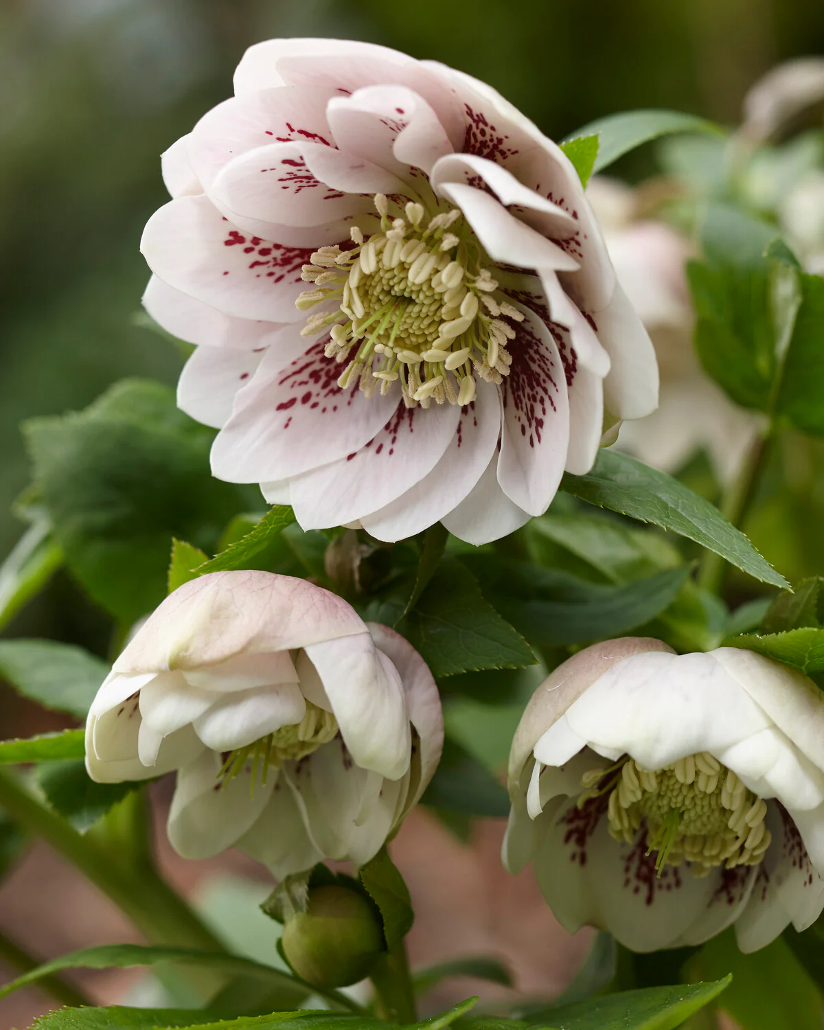 Helleborus 'Double Ellen White Spotted' - Image 6