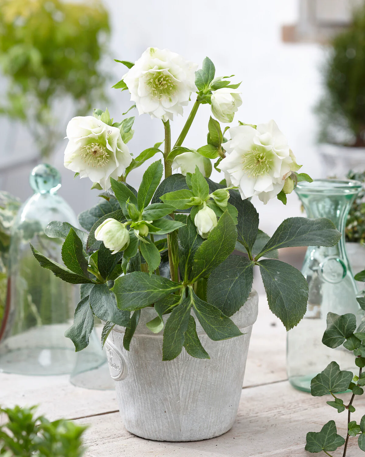 Helleborus 'Double Ellen White' - Image 4