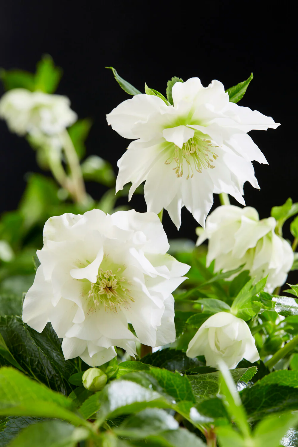 Helleborus 'Double Ellen White' - Image 6