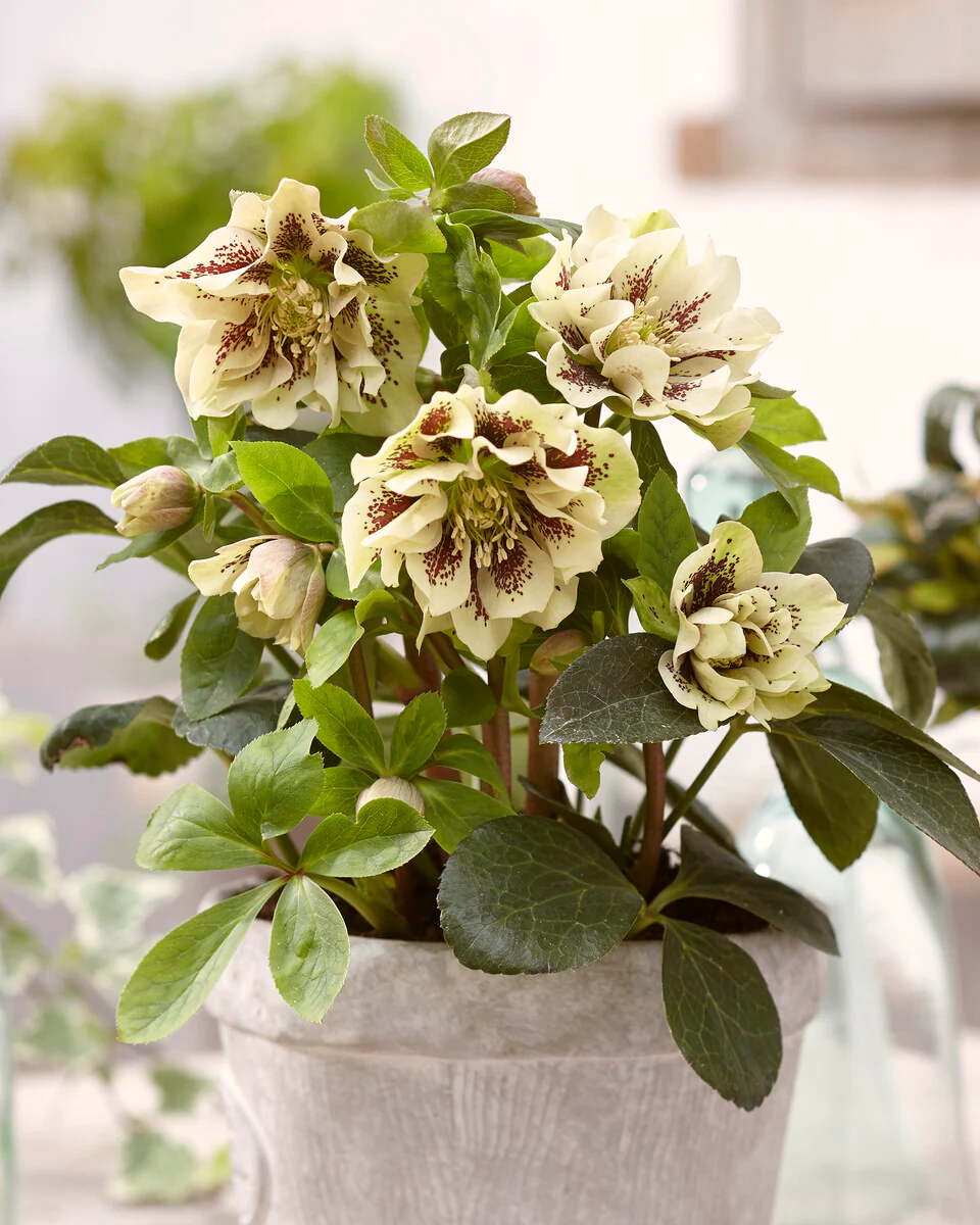 Helleborus 'Double Ellen Yellow Spotted' - Image 2