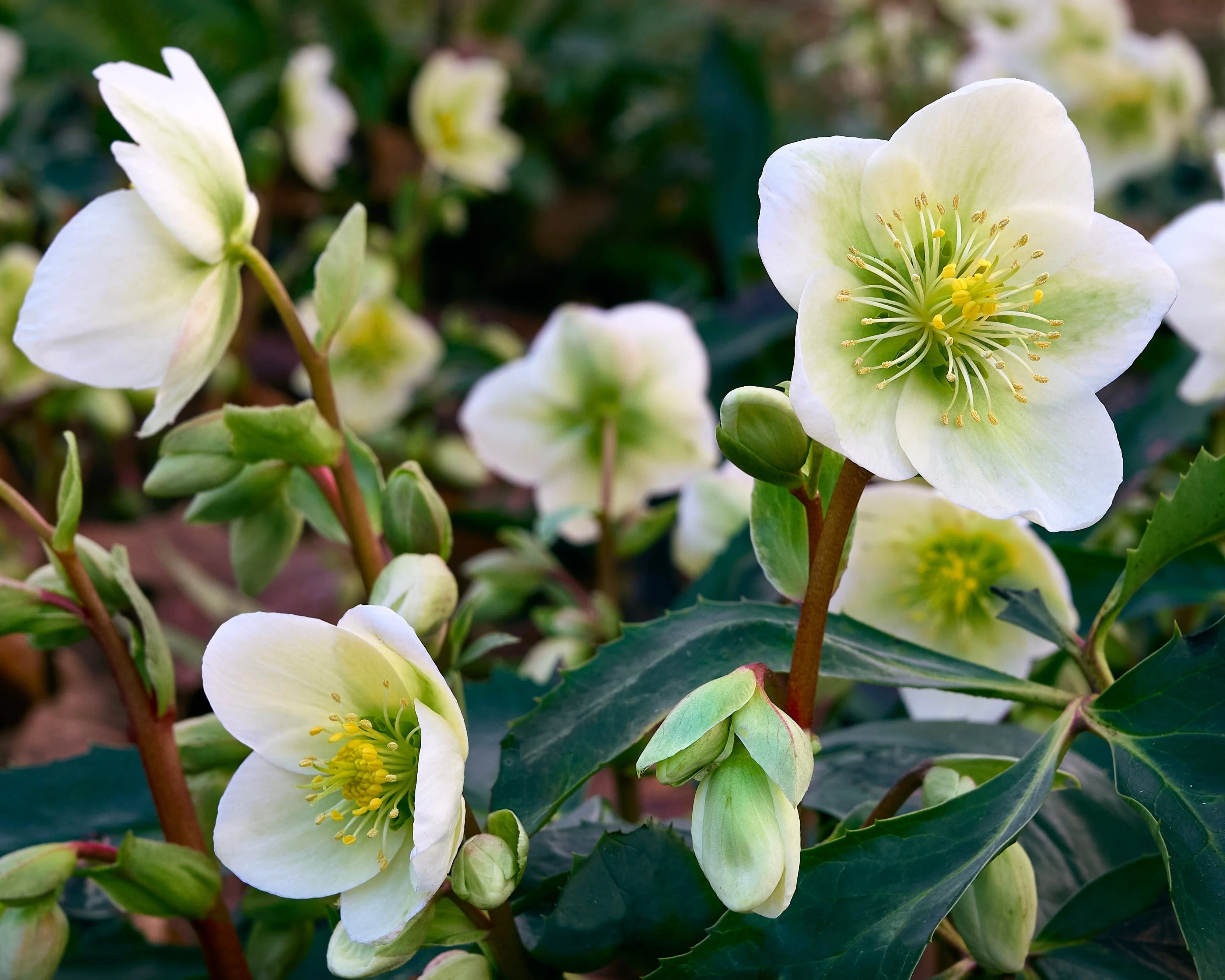 Helleborus niger - Image 2