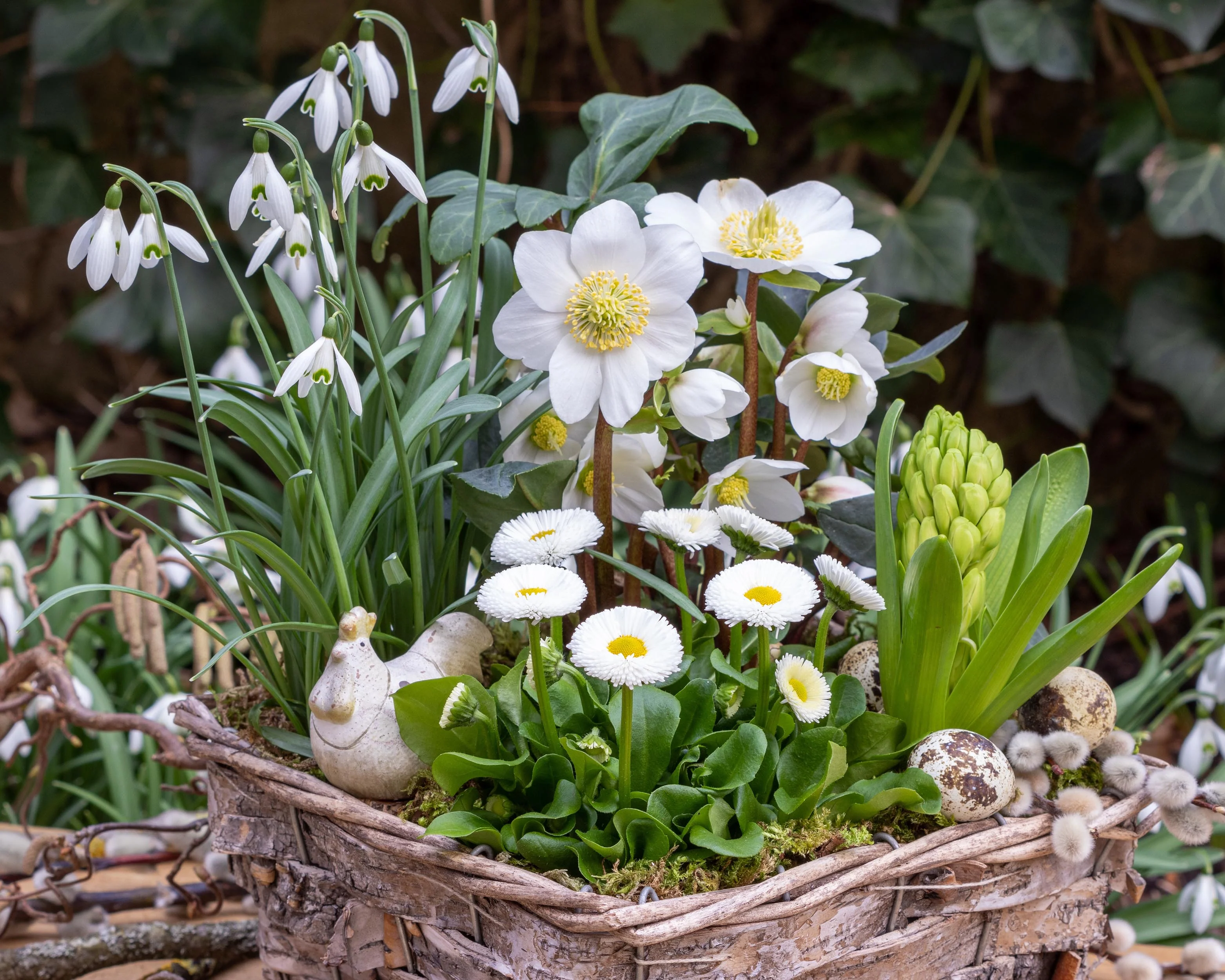 Helleborus niger - Image 5