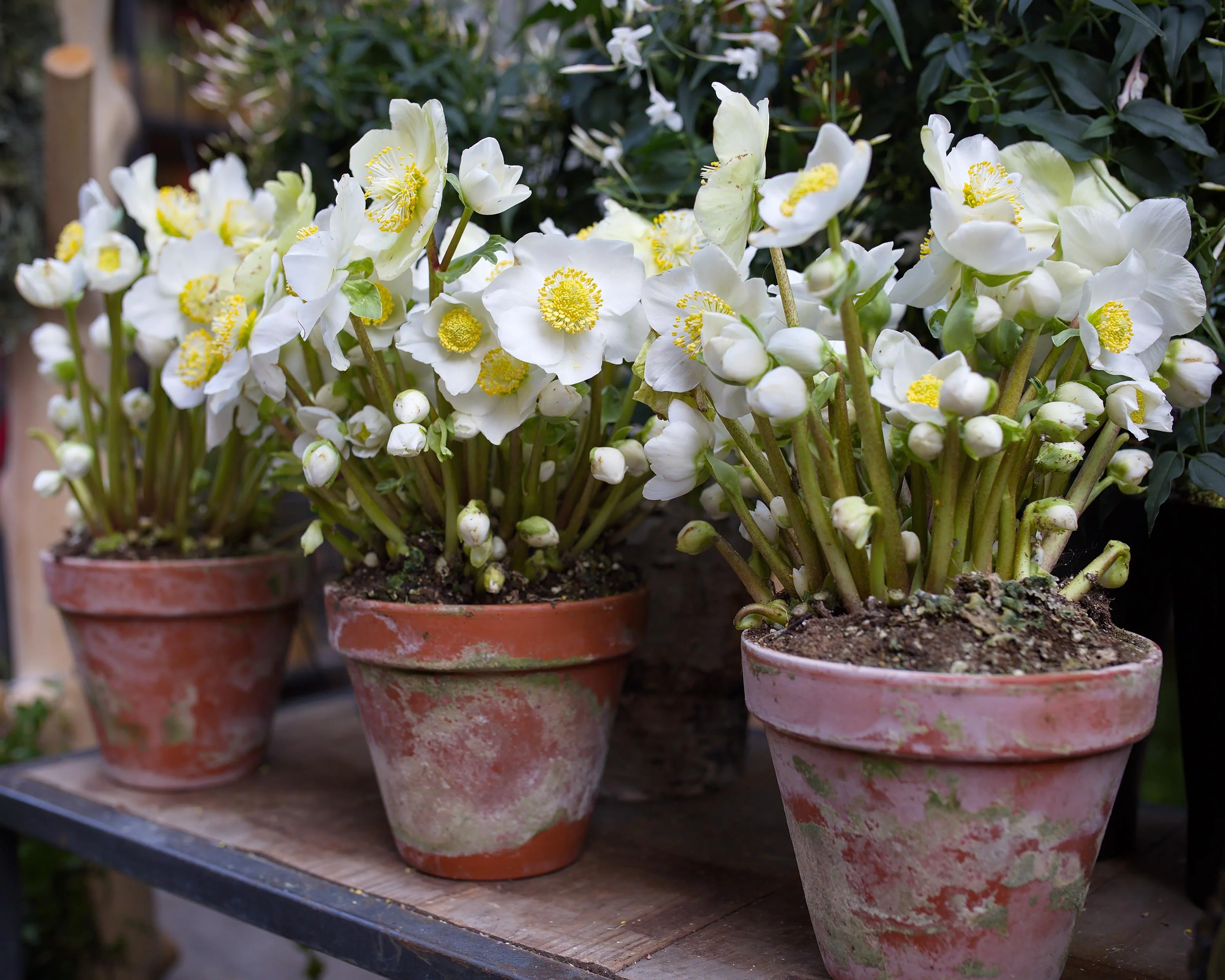 Helleborus niger - Image 6