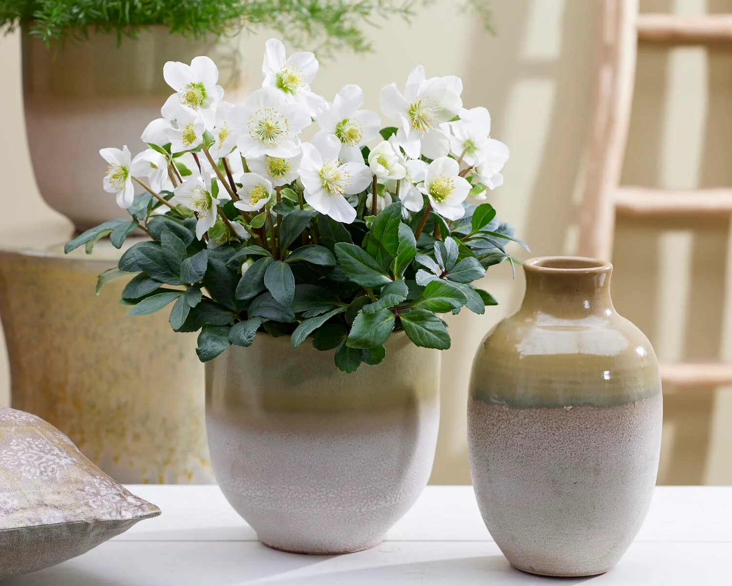 Helleborus niger - Image 9