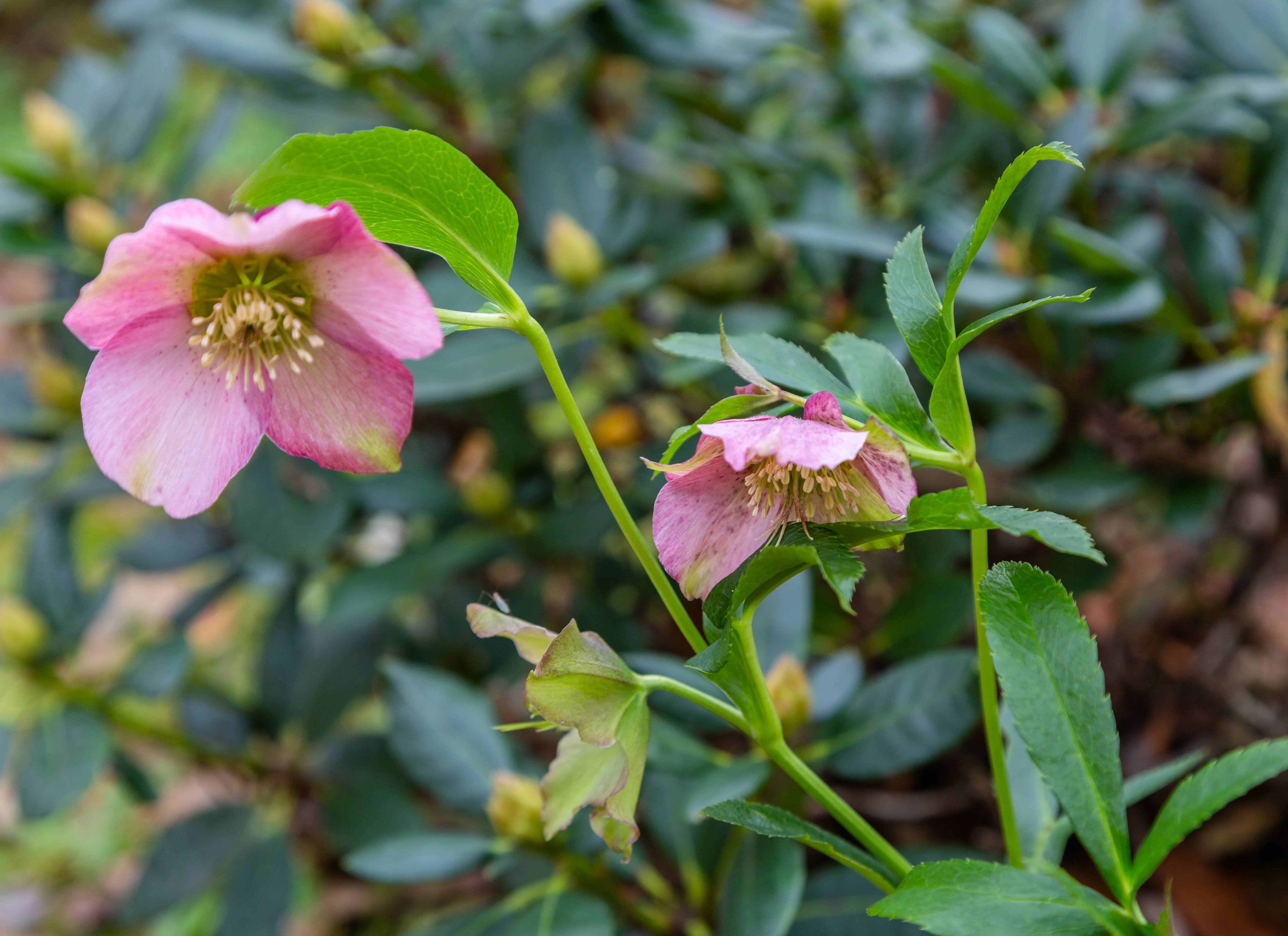 Helleborus 'Pretty Ellen Pink' - Image 2