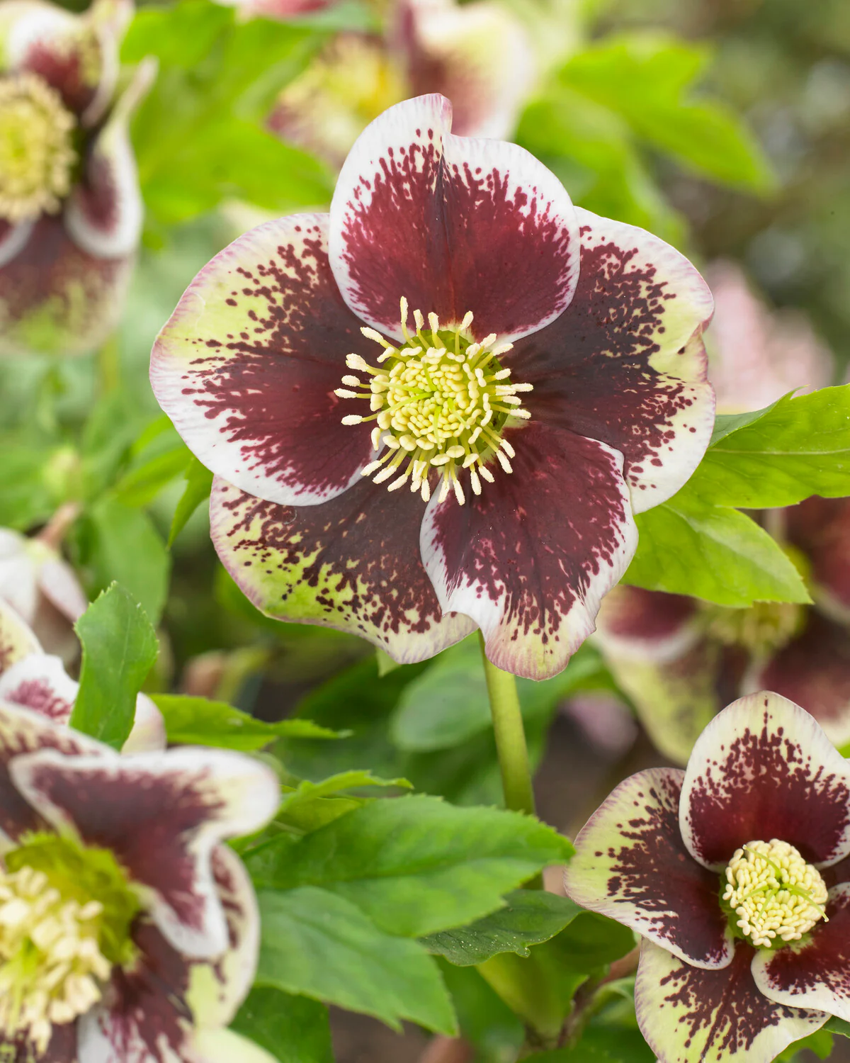 Helleborus 'Pretty Ellen Spotted' - Image 3