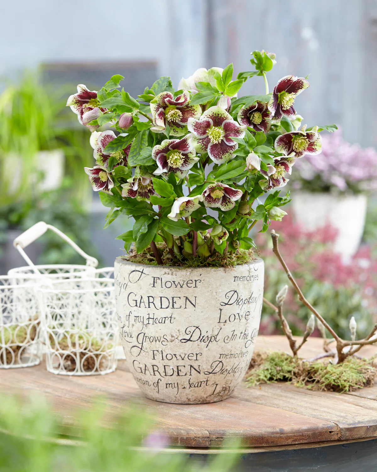 Helleborus 'Pretty Ellen Spotted' - Image 4