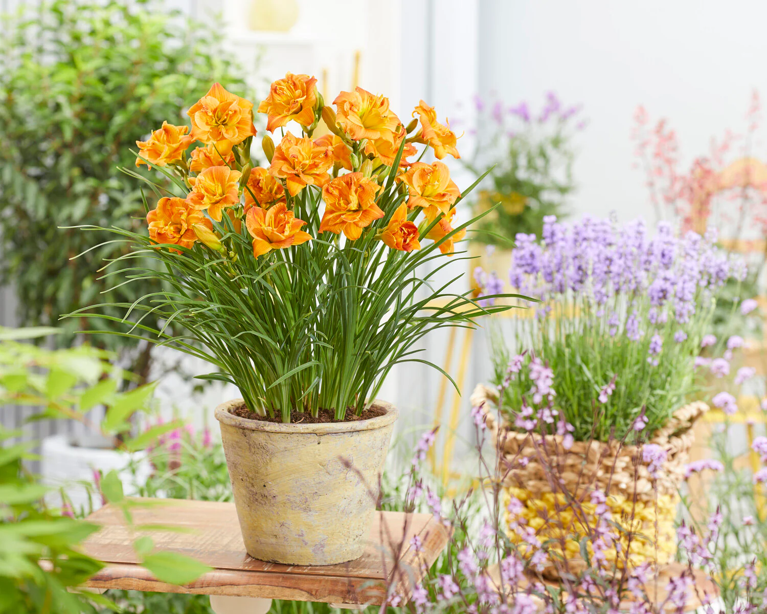 Hemerocallis 'Double Orange Zephyr' - Image 4