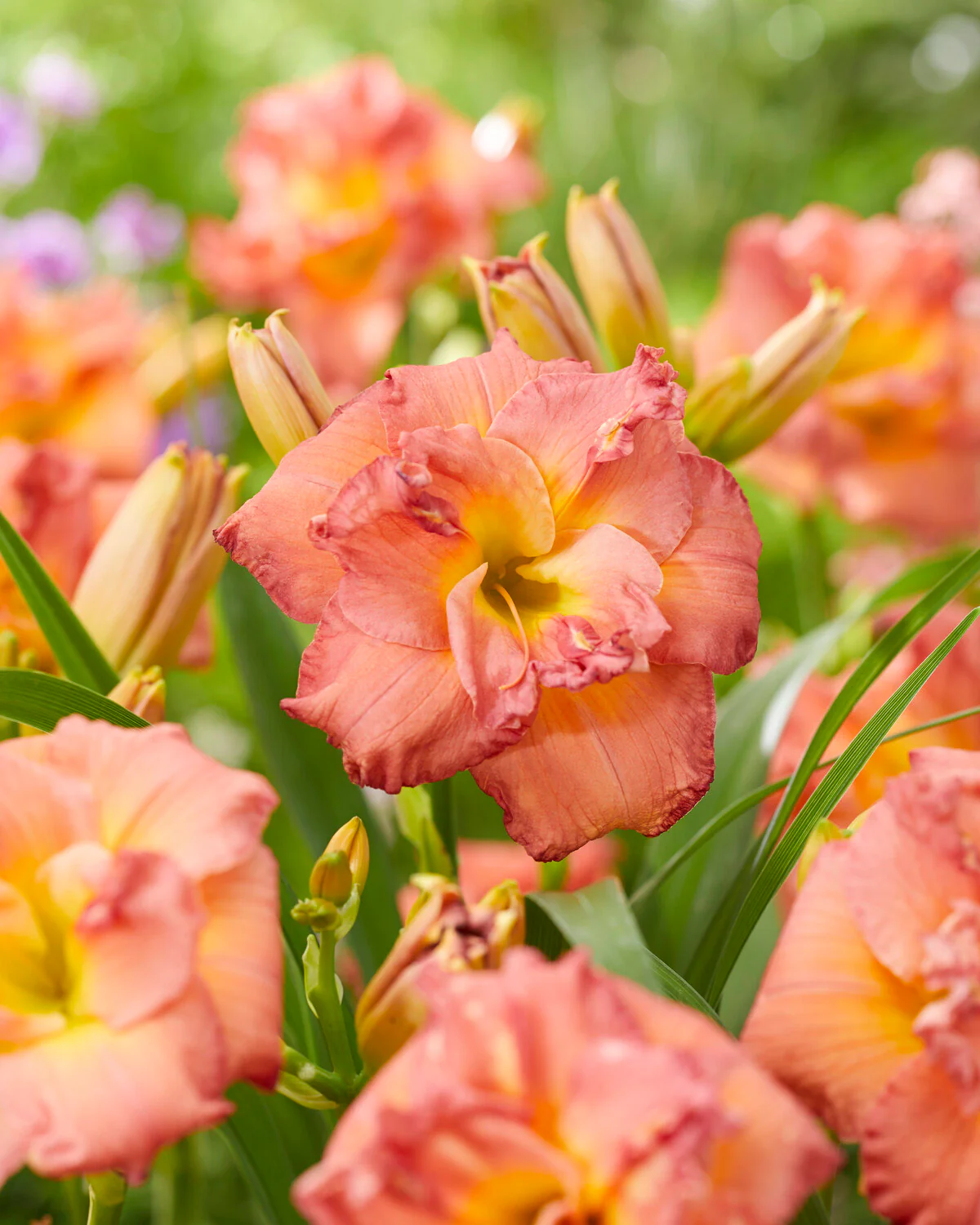 Hemerocallis 'Double Pink Zephyr' - Image 3