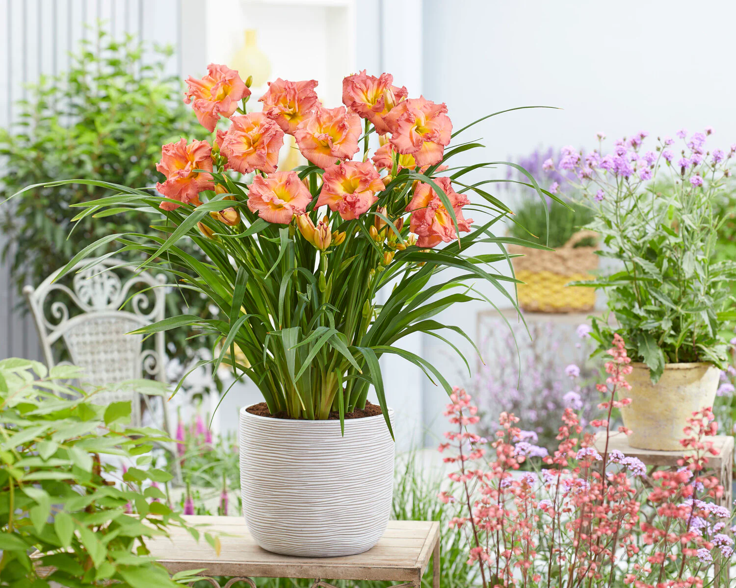 Hemerocallis 'Double Pink Zephyr' - Image 4