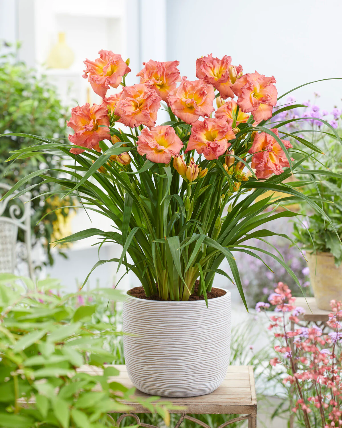 Hemerocallis 'Double Pink Zephyr' - Image 6