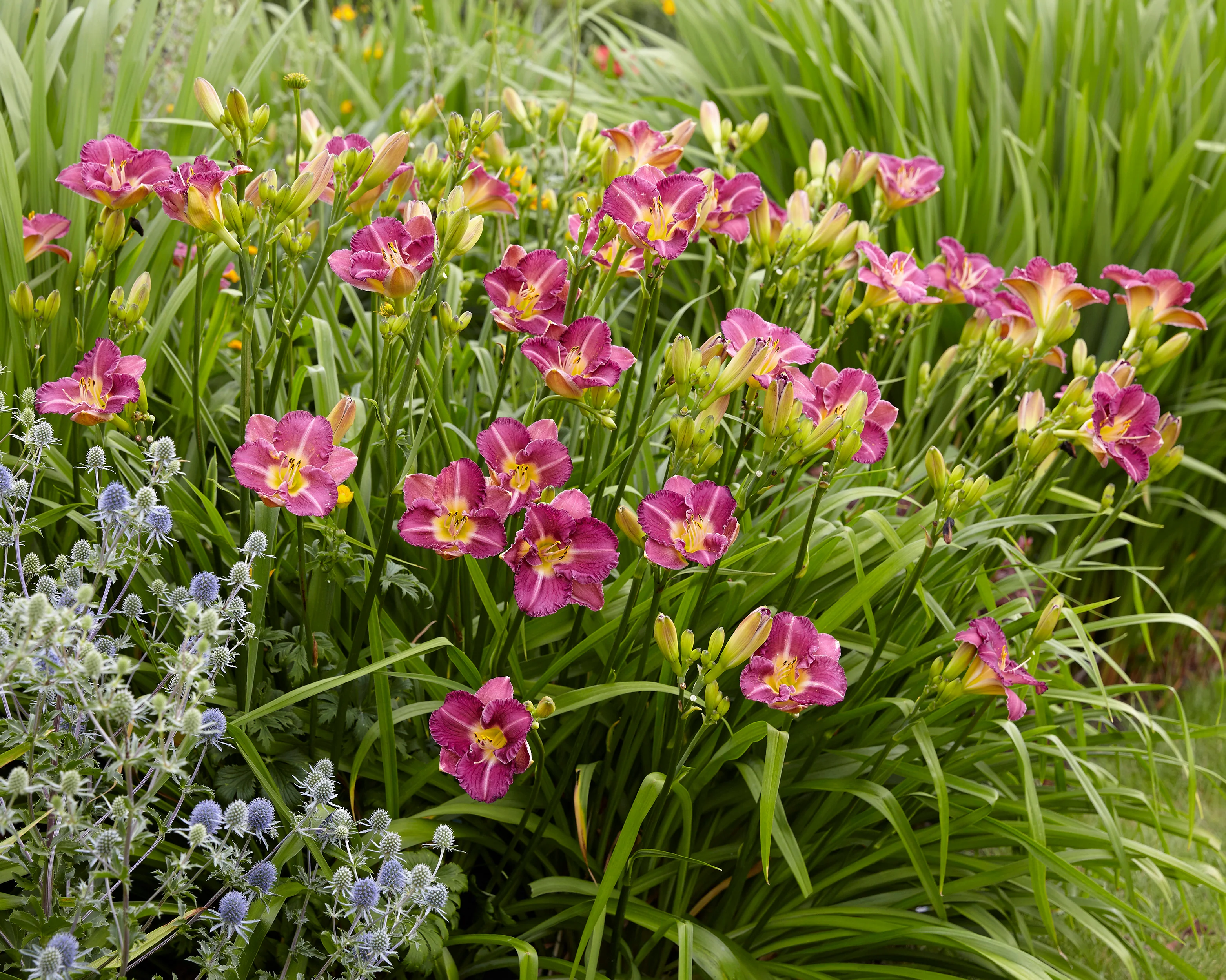 Hemerocallis 'Entrapment' - Image 3