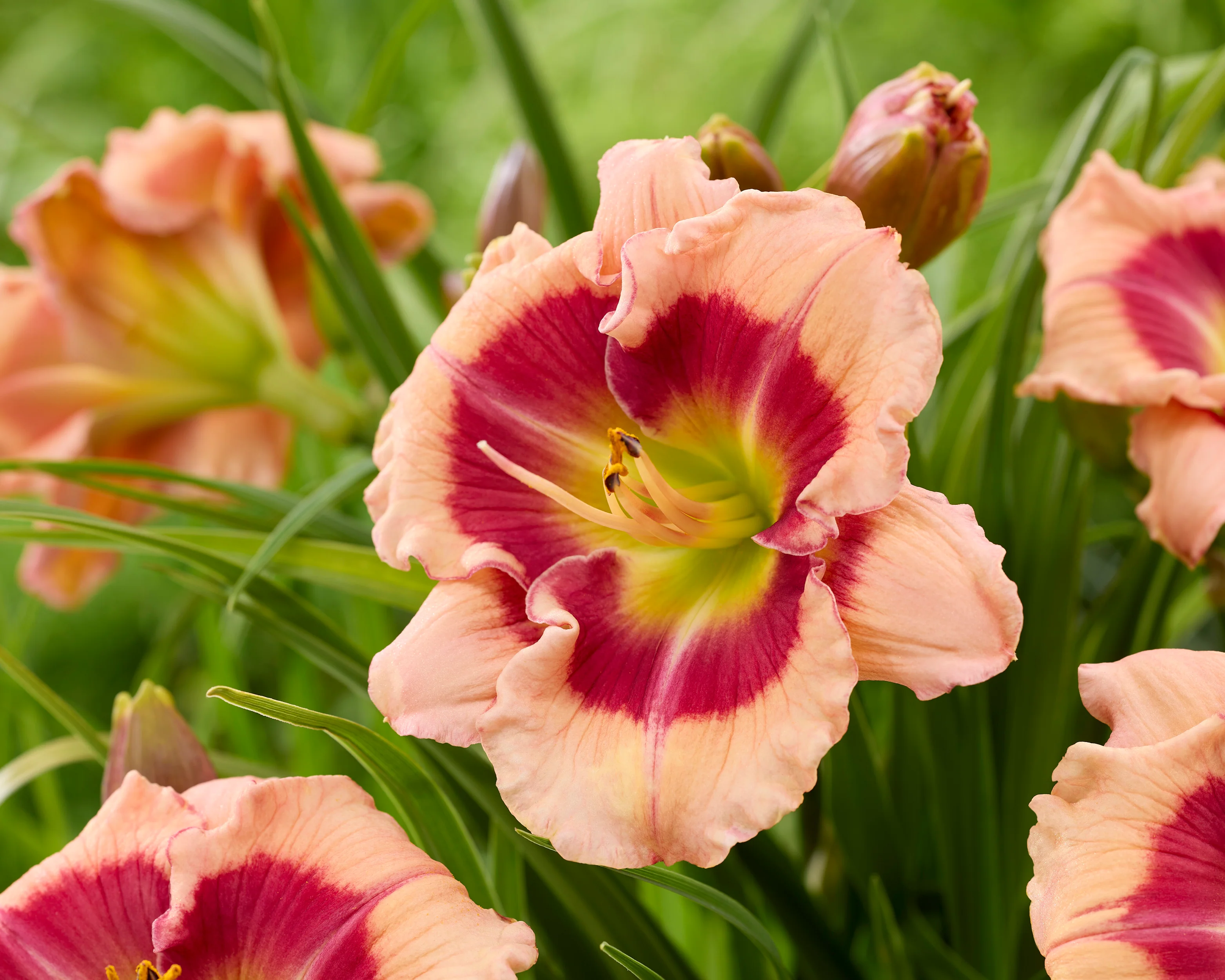 Hemerocallis 'Galactic Blush' - Image 2