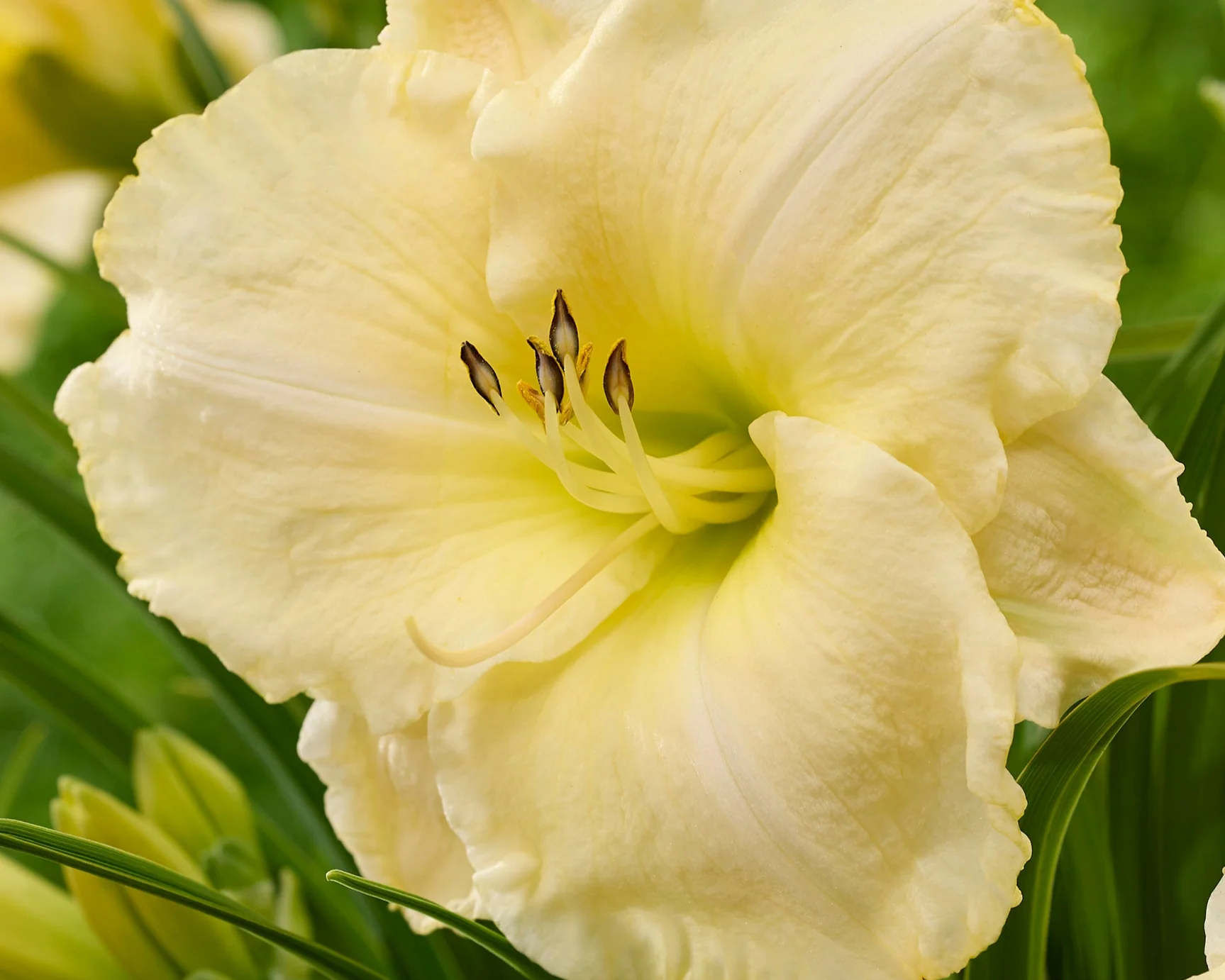 Hemerocallis 'Spacecoast White Out' - Image 2