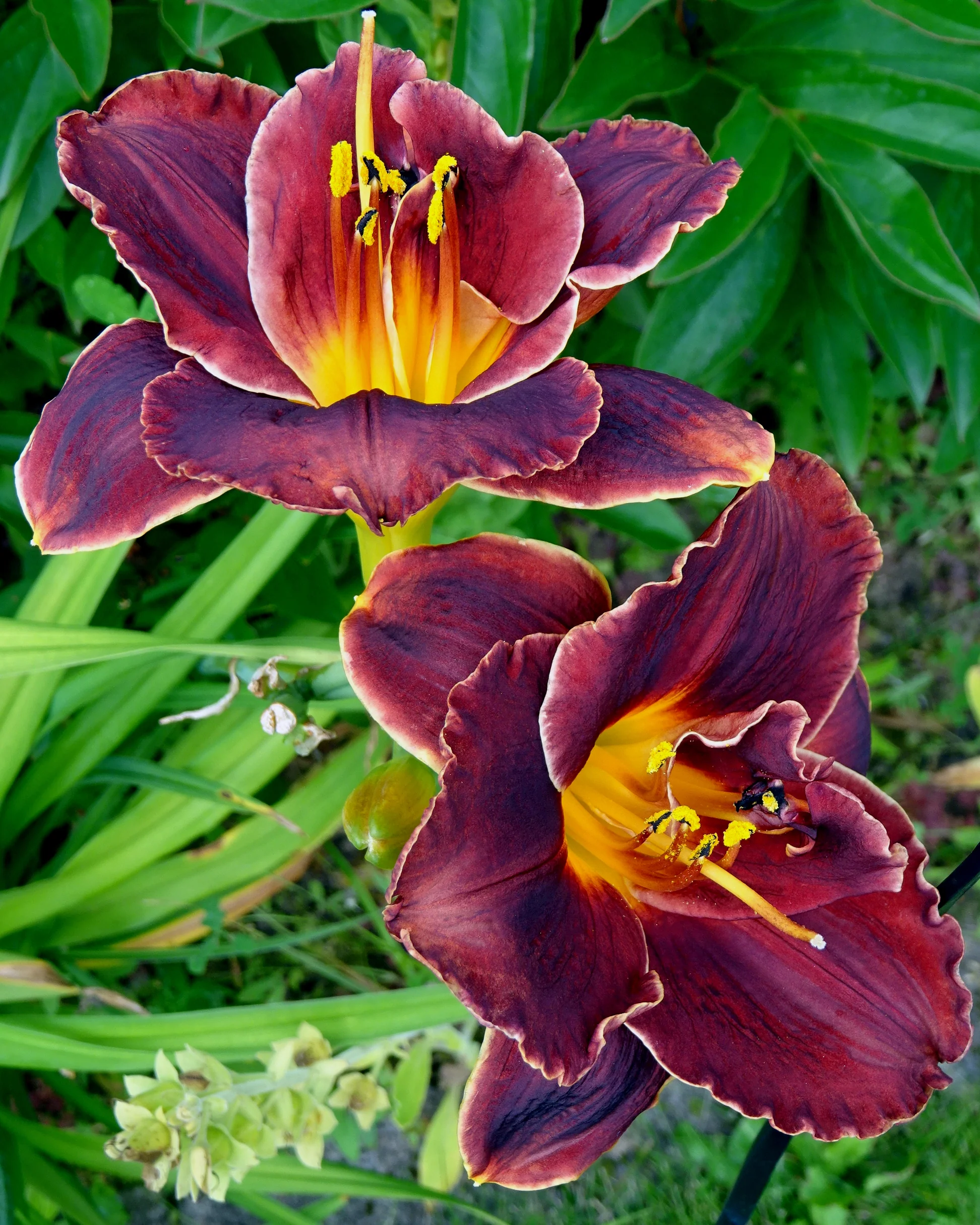 Hemerocallis 'Voodoo Dancer' - Image 2