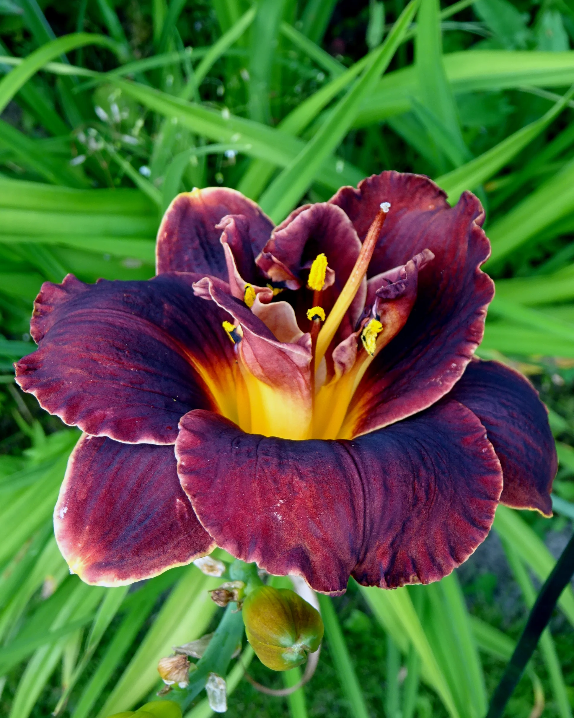 Hemerocallis 'Voodoo Dancer' - Image 3