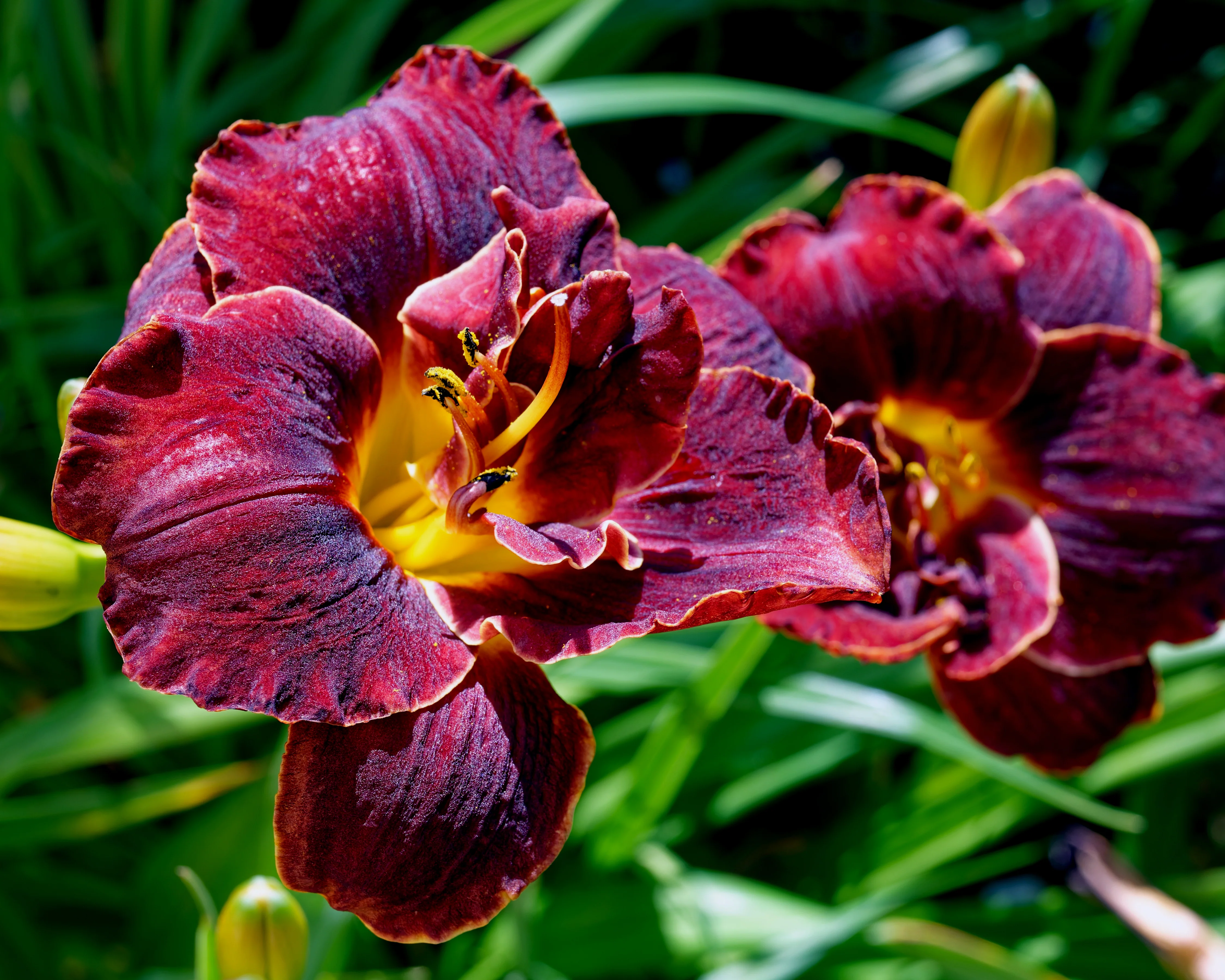 Hemerocallis 'Voodoo Dancer' - Image 4