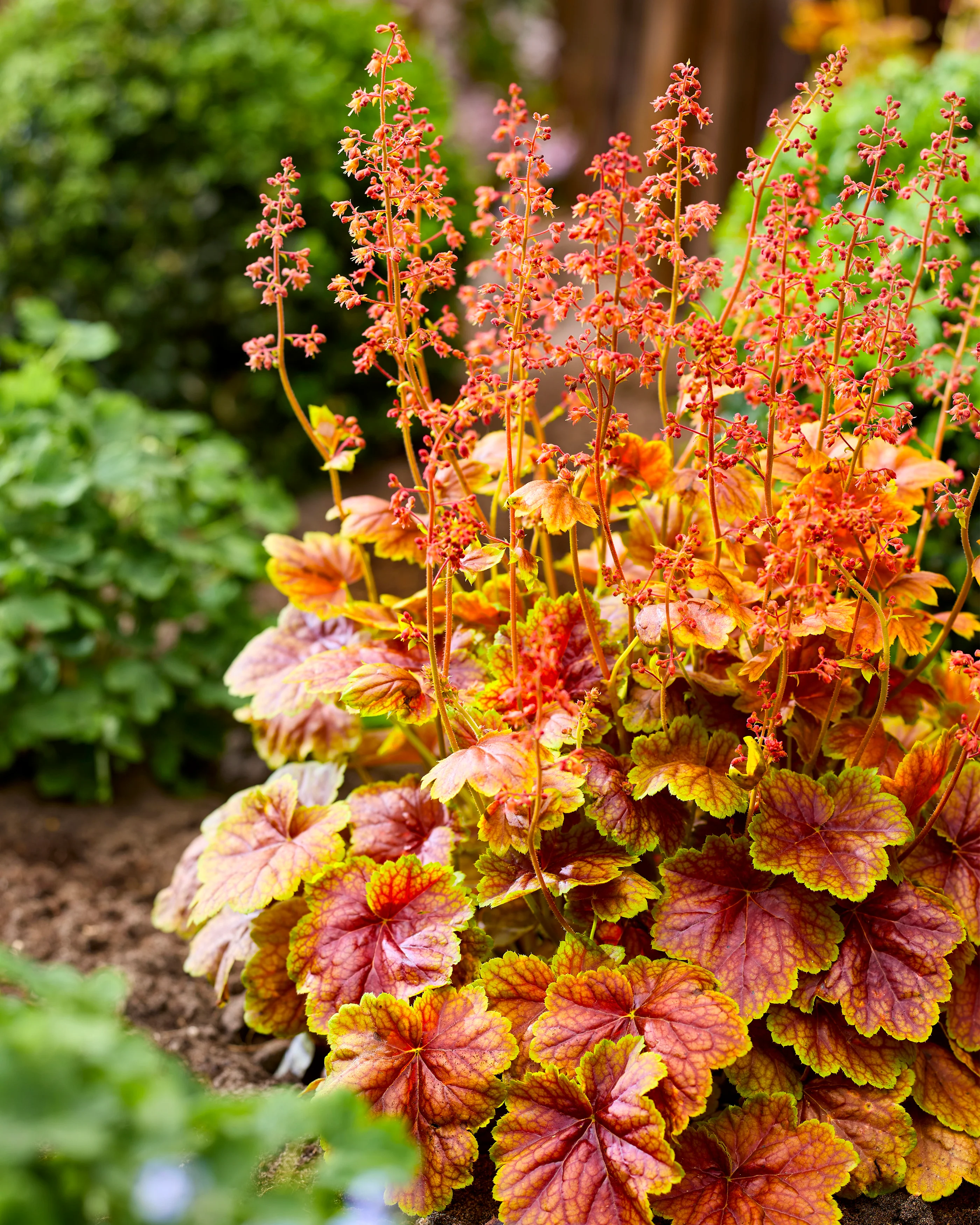 Heuchera 'Eternal Flame' - Image 3