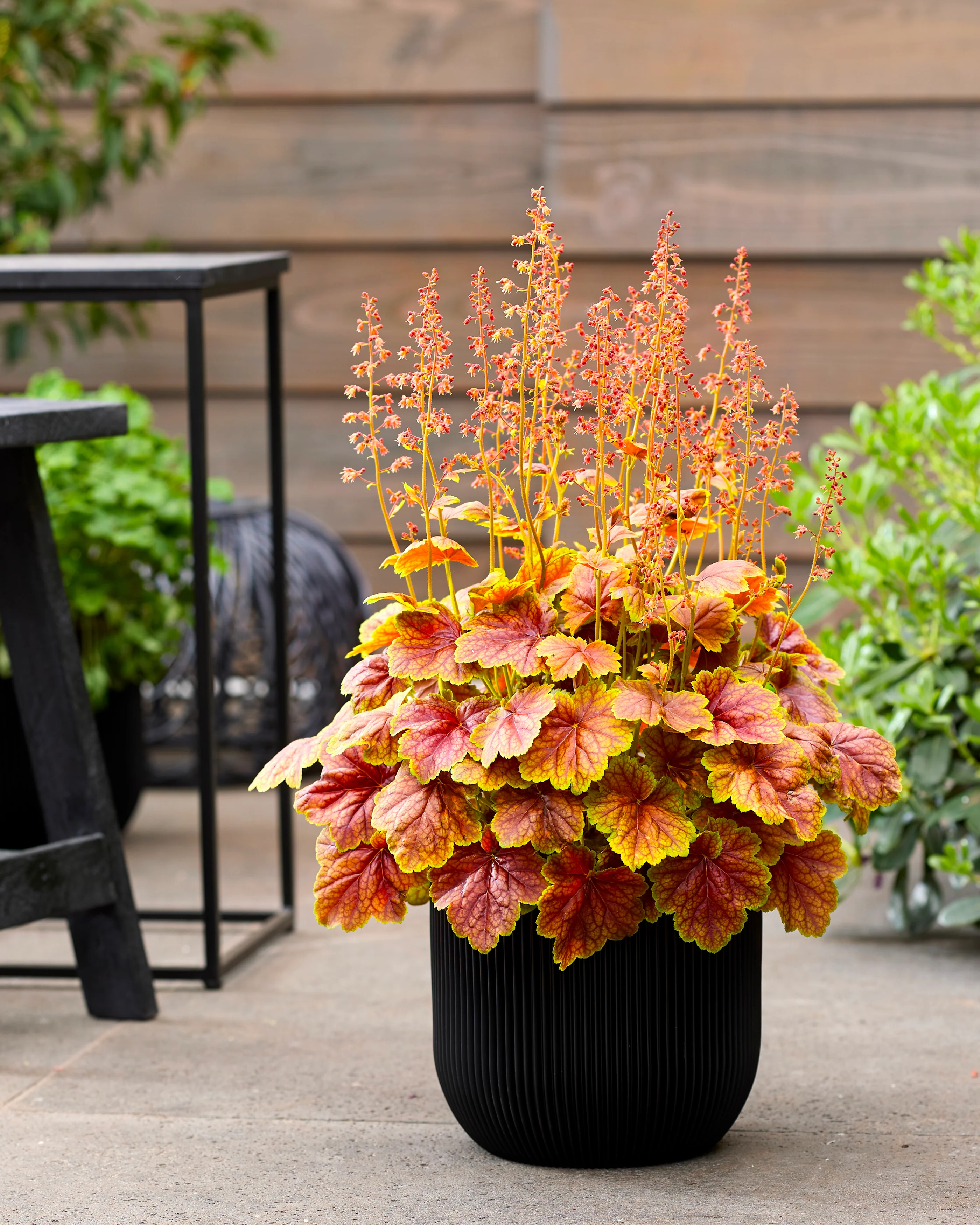 Heuchera 'Eternal Flame' - Image 5