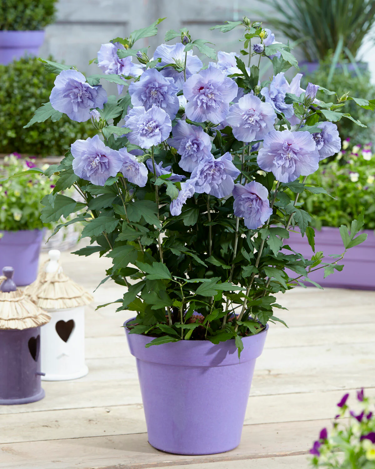 Hibiscus 'Blue Chiffon' - Image 6