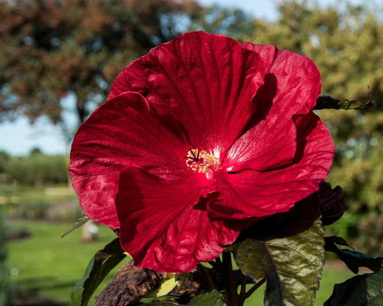 Hibiscus 'Carousel Geant Red' - Image 10