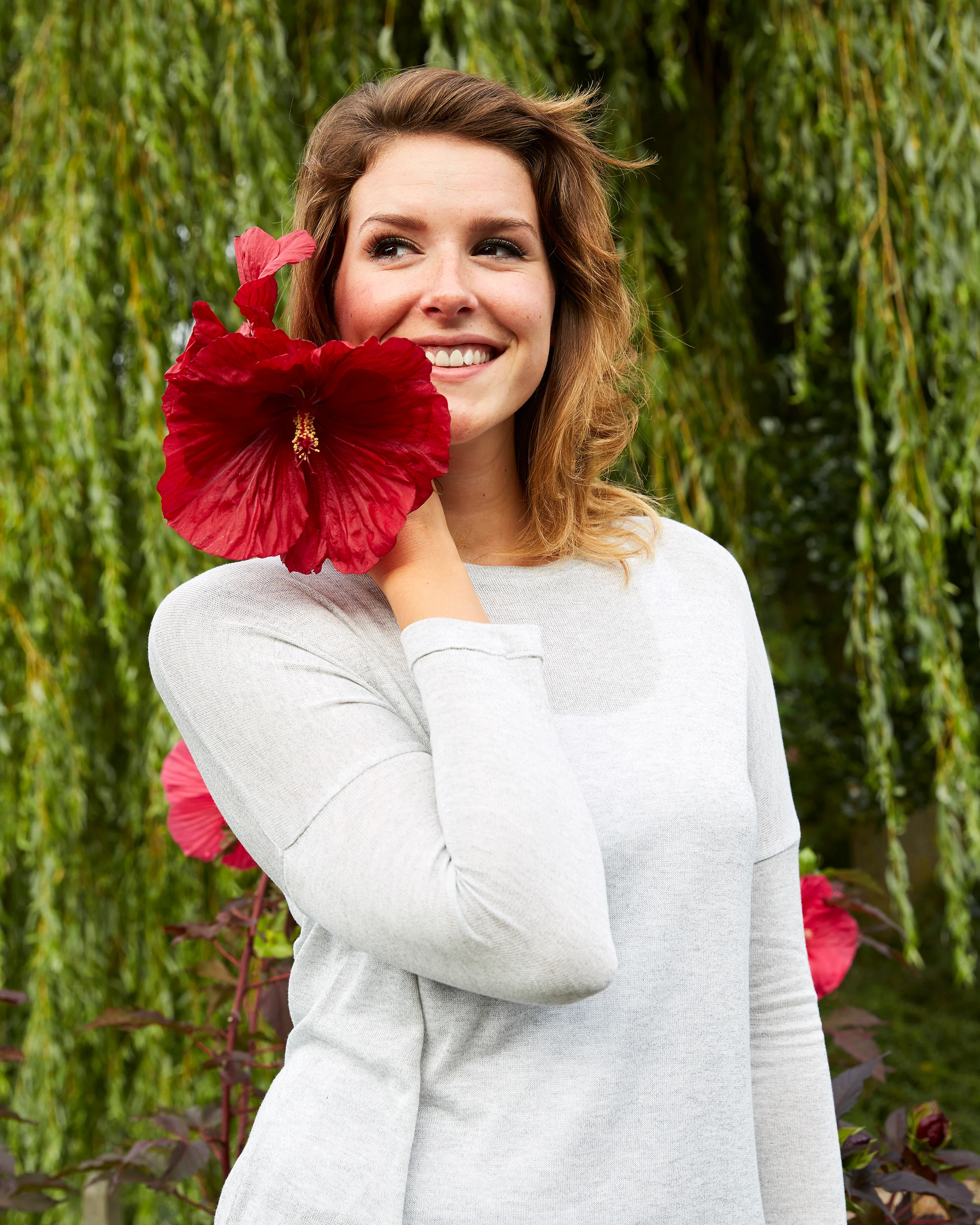 Hibiscus 'Carousel Geant Red' - Image 3
