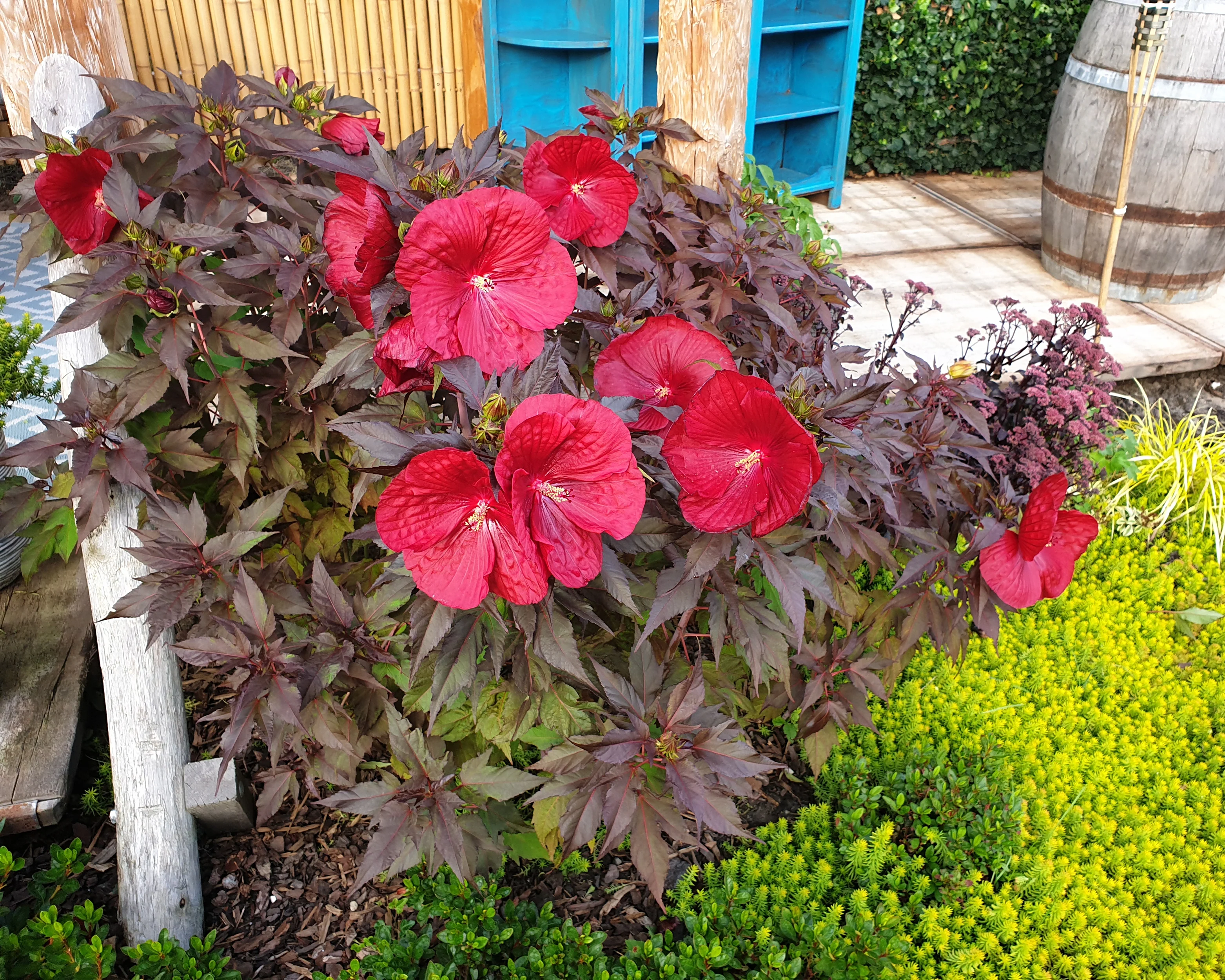 Hibiscus 'Carousel Geant Red' - Image 6