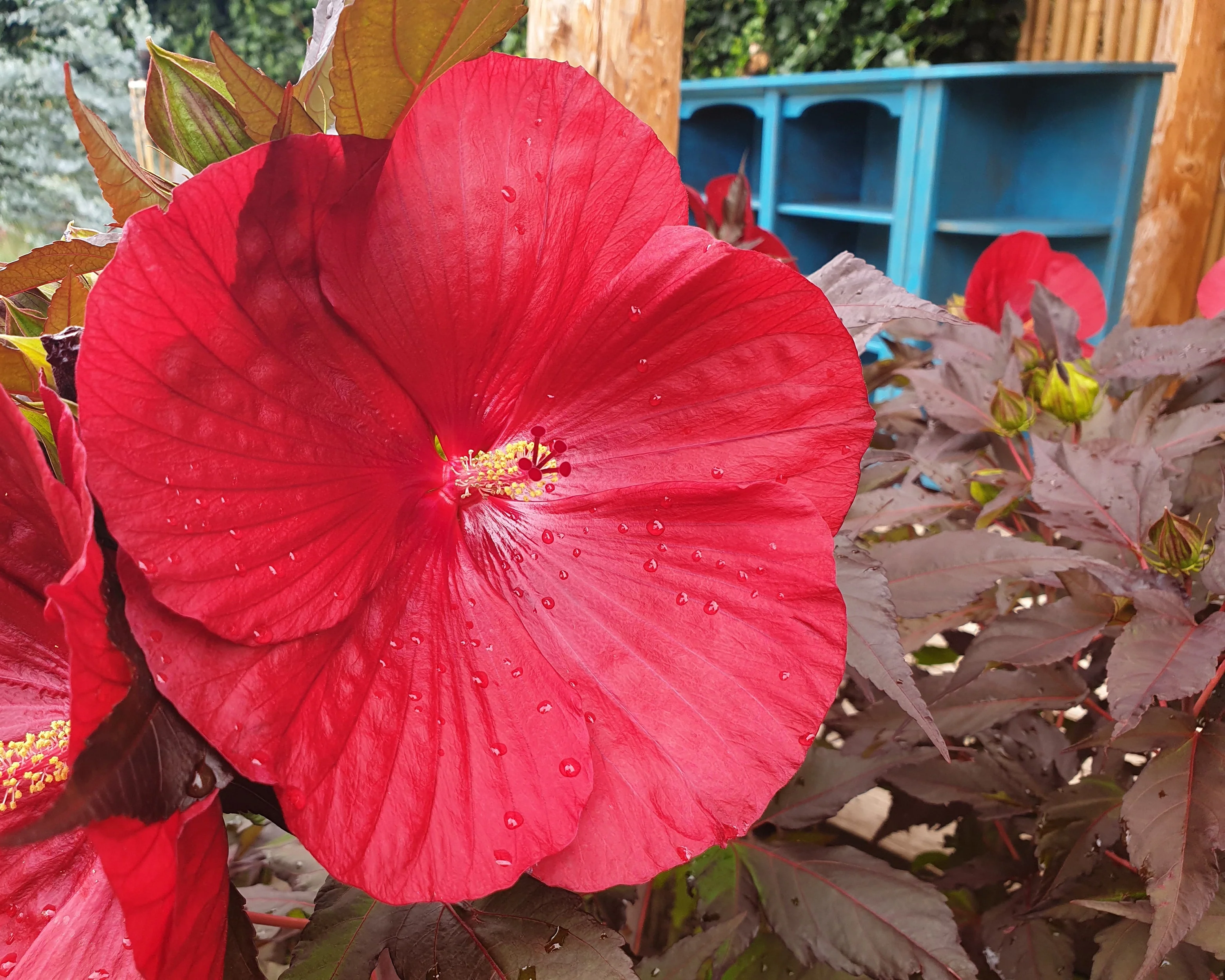 Hibiscus 'Carousel Geant Red' - Image 7